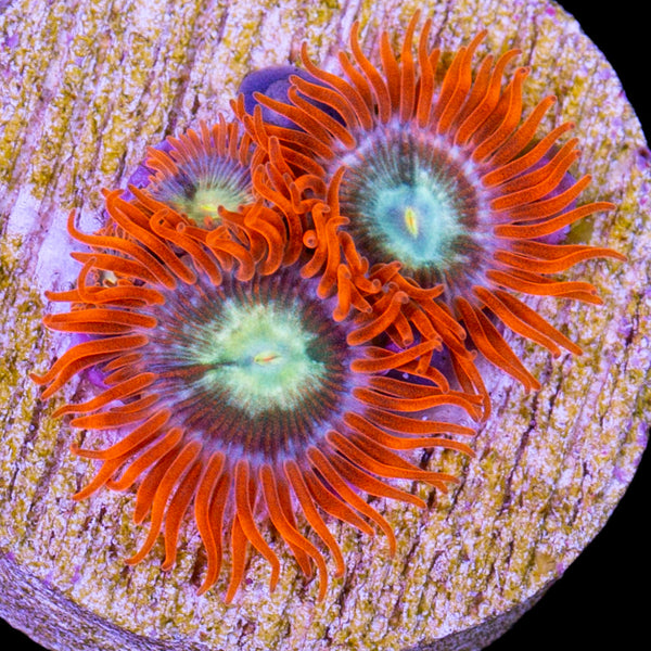Vivid's Raging Inferno Zoanthids | Buy Live Coral for Sale | Vivid