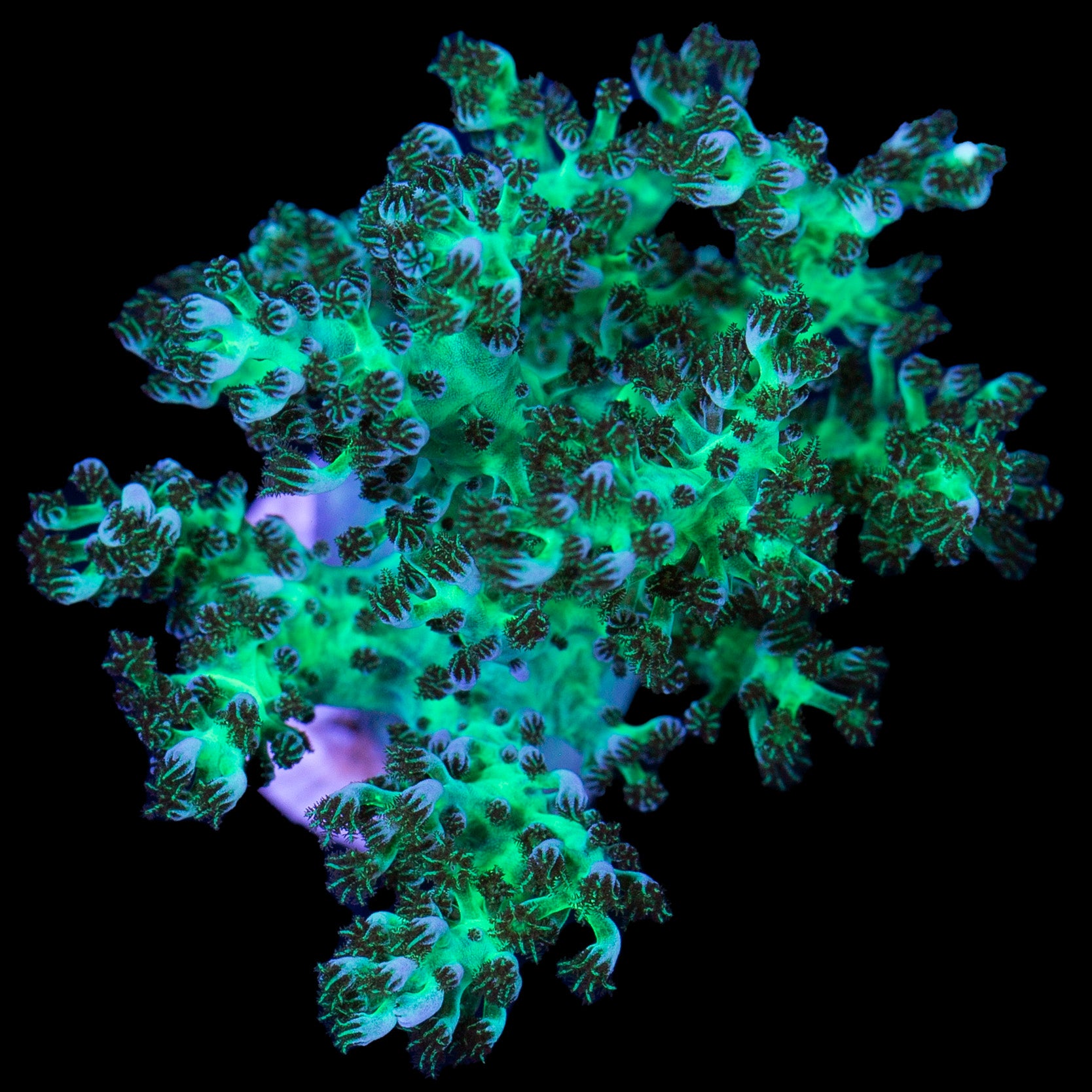 Neon Green Kenya Tree Coral