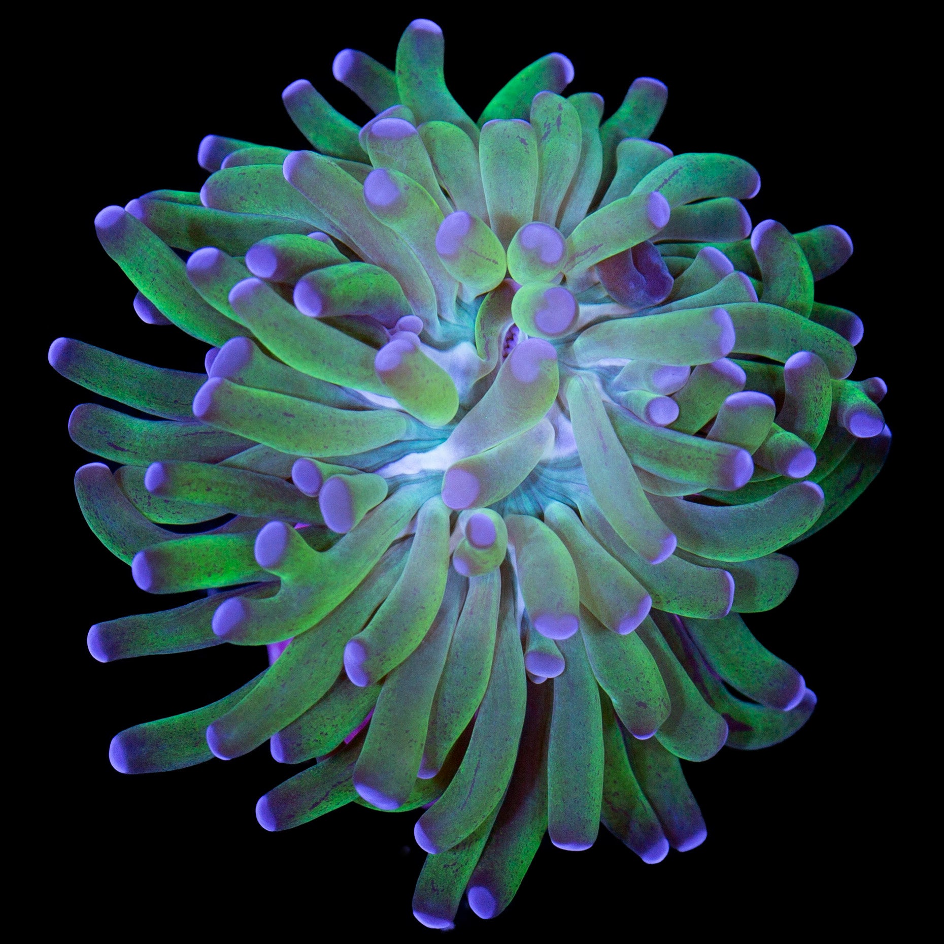 Purple Tip Branching Hammer Coral