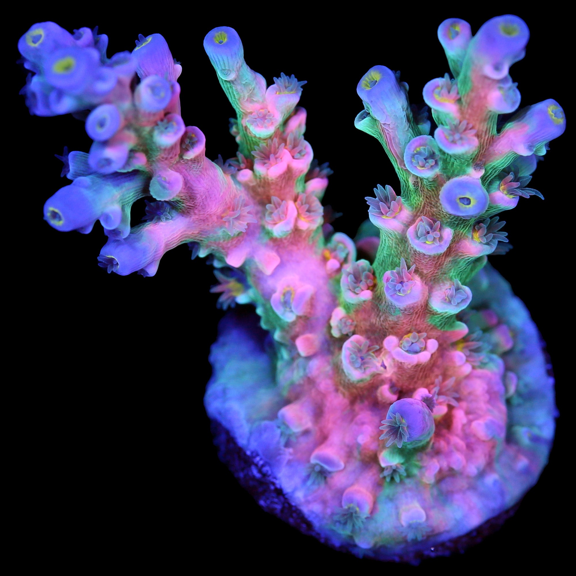 Vivid Insanity Acropora Coral - XL Insane Color Frag