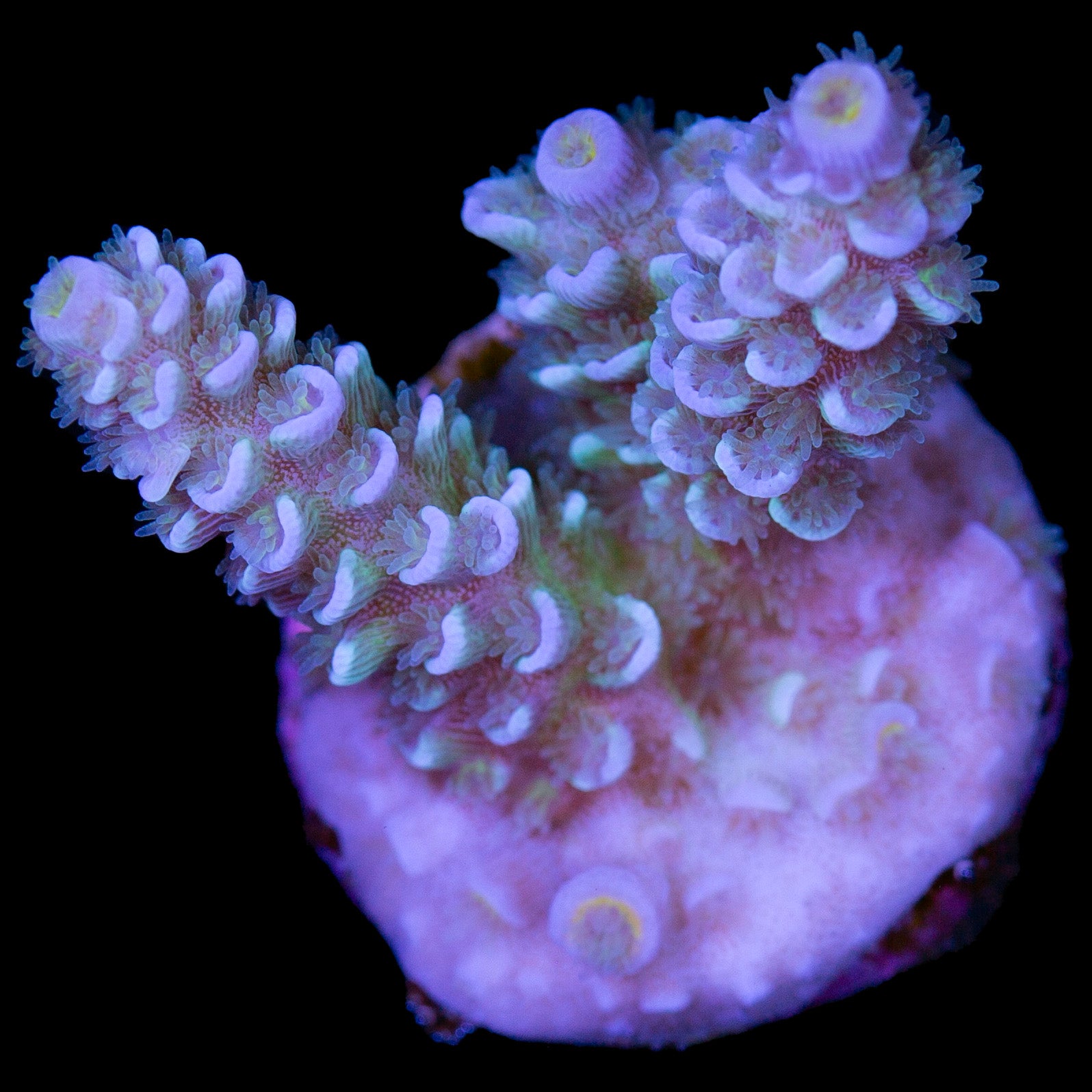 Cosmic Girl Tenuis Acropora Coral
