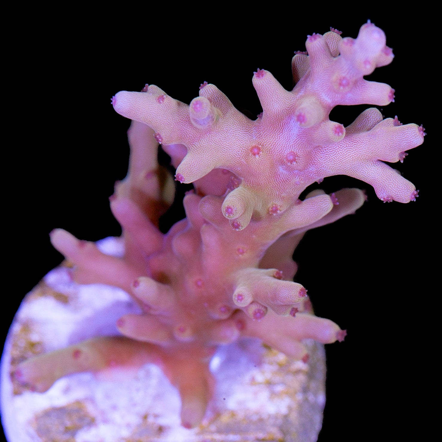 Vivid's Golden Dragon Acropora Coral - XL Frag