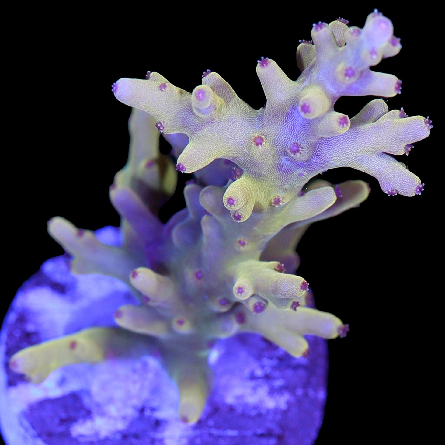 Vivid's Golden Dragon Acropora Coral - XL Frag