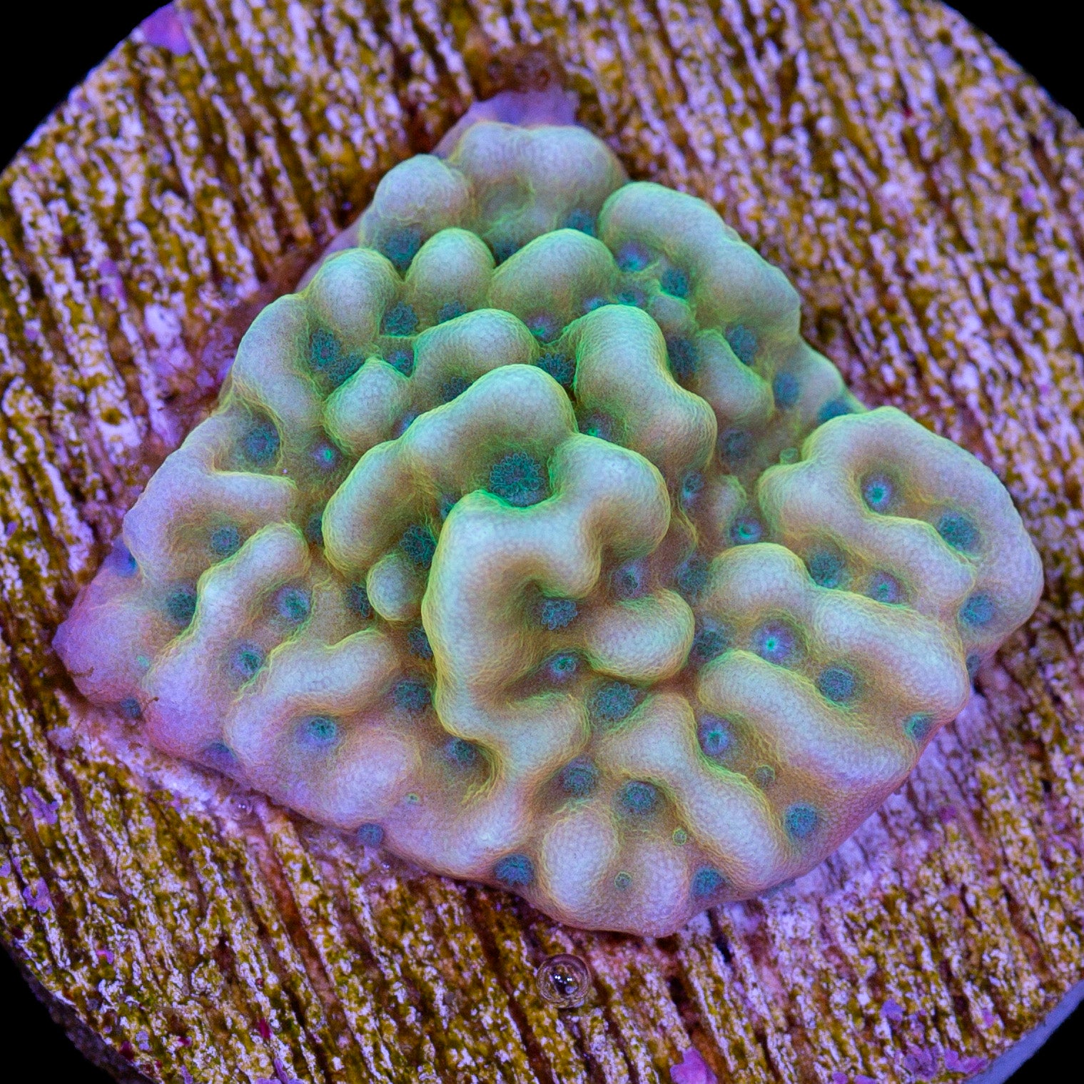 JF Beach Bum Montipora Coral