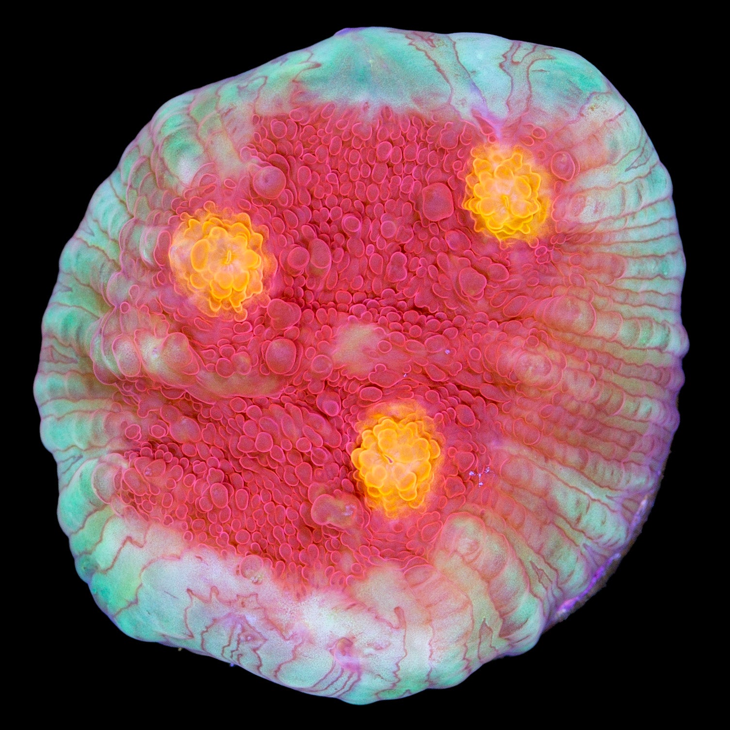 Goldeneye Echinophyllia Coral