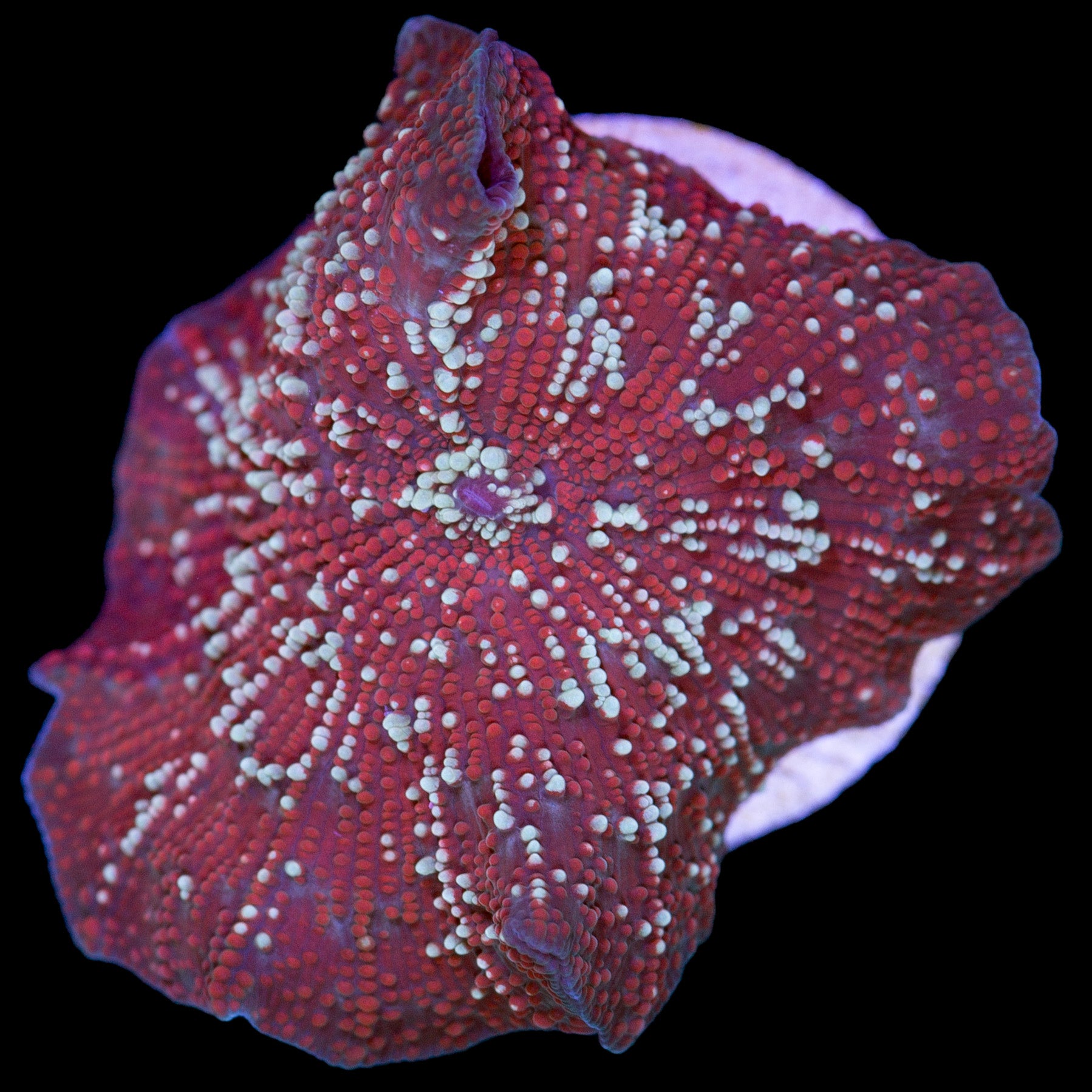 Devilish Mushroom Coral