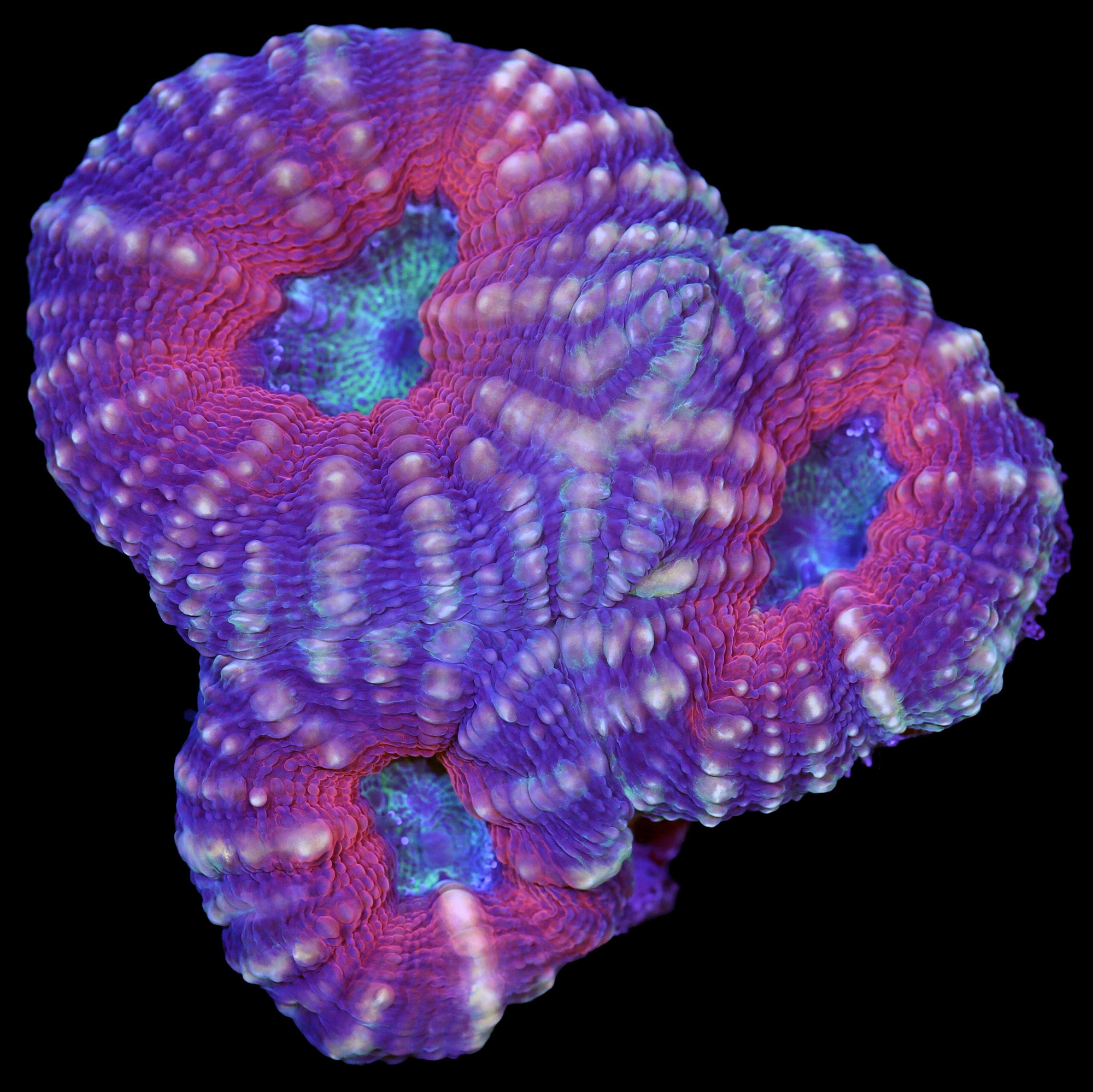 Molten Lobophyllia Coral