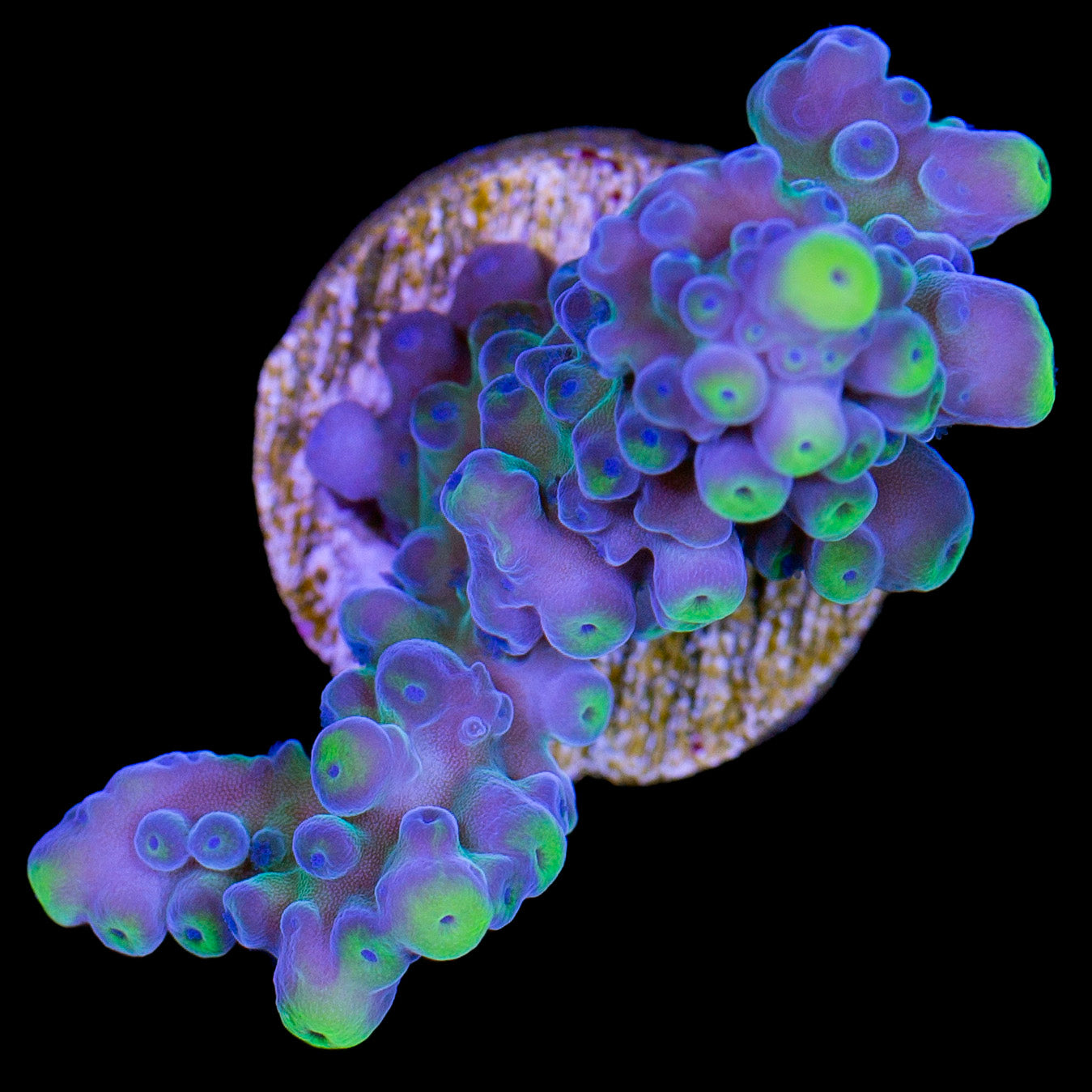 Vivid's Yellow Tip Tort Acropora Coral