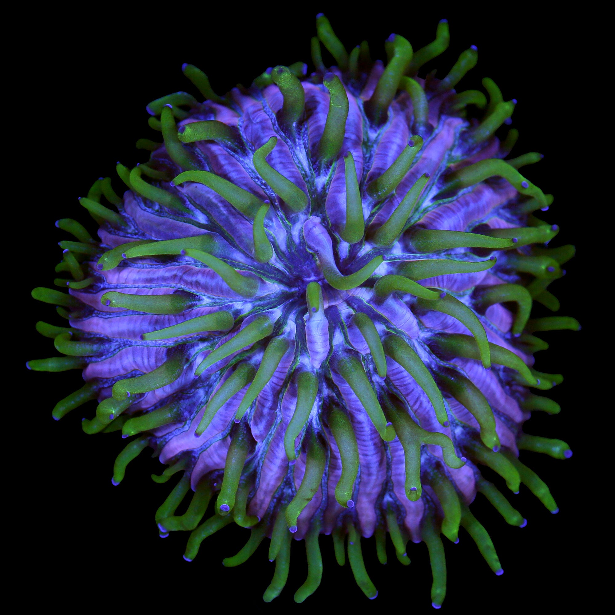 Royal Orchid Fungia Plate Coral