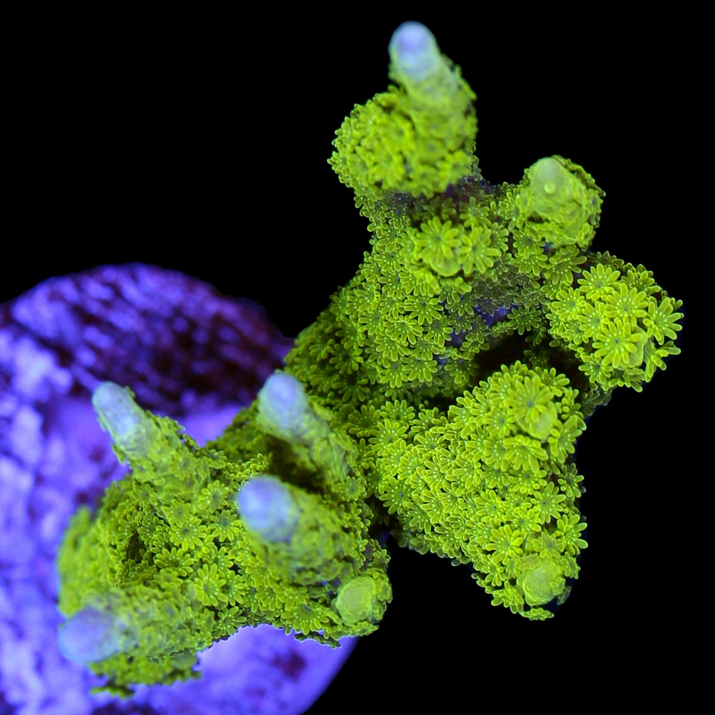 Green Montipora Digitata Coral
