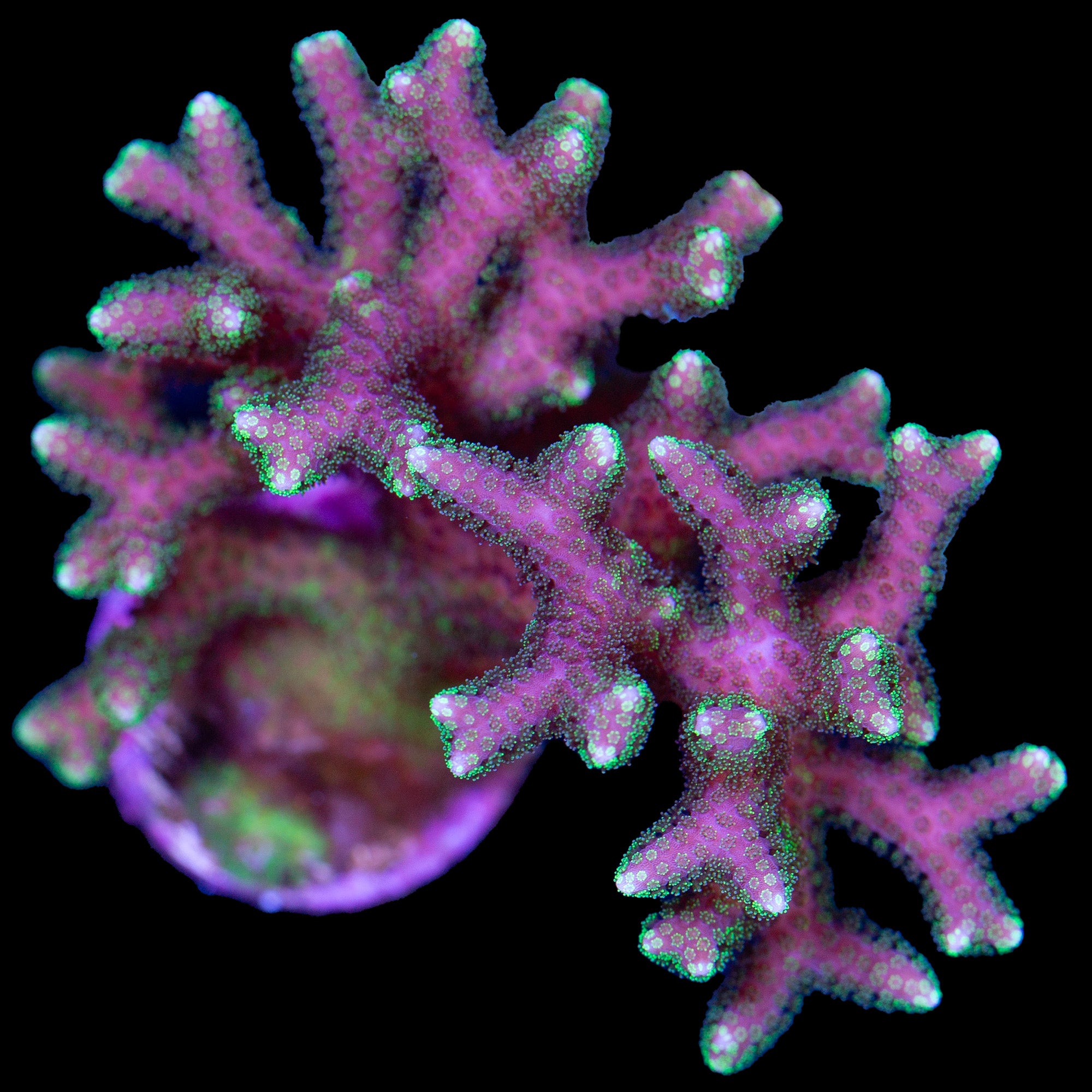 Ultra Pink Birdsnest Coral - XL Frag
