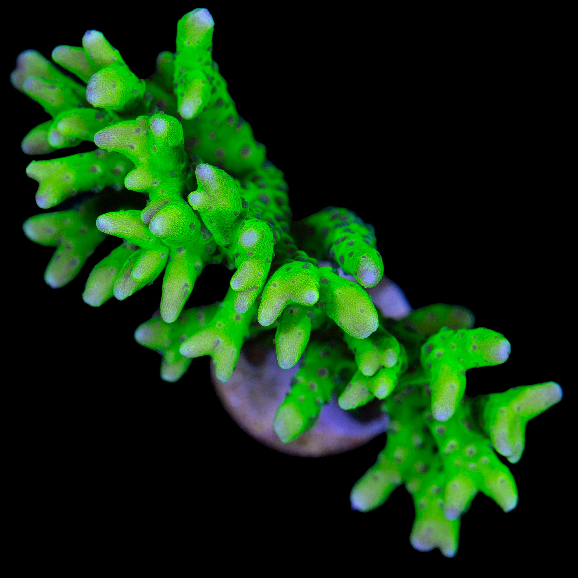 Green Goblin Anacropora Coral - XL Frag