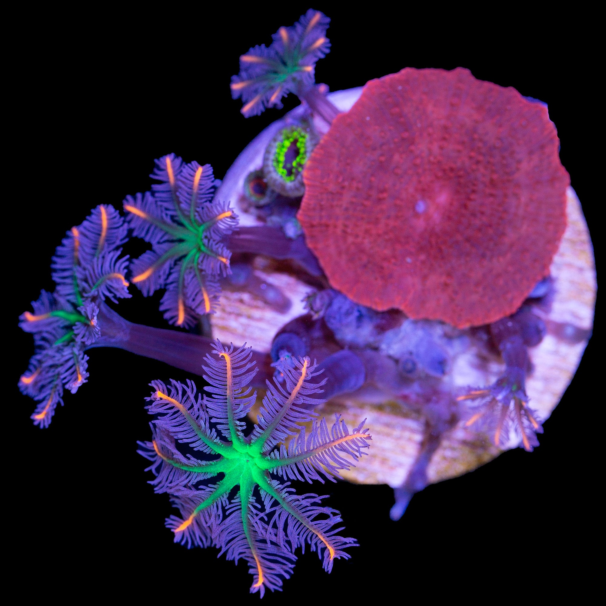 Fireworks Clove Polyps +Red Mushroom Combo Frag