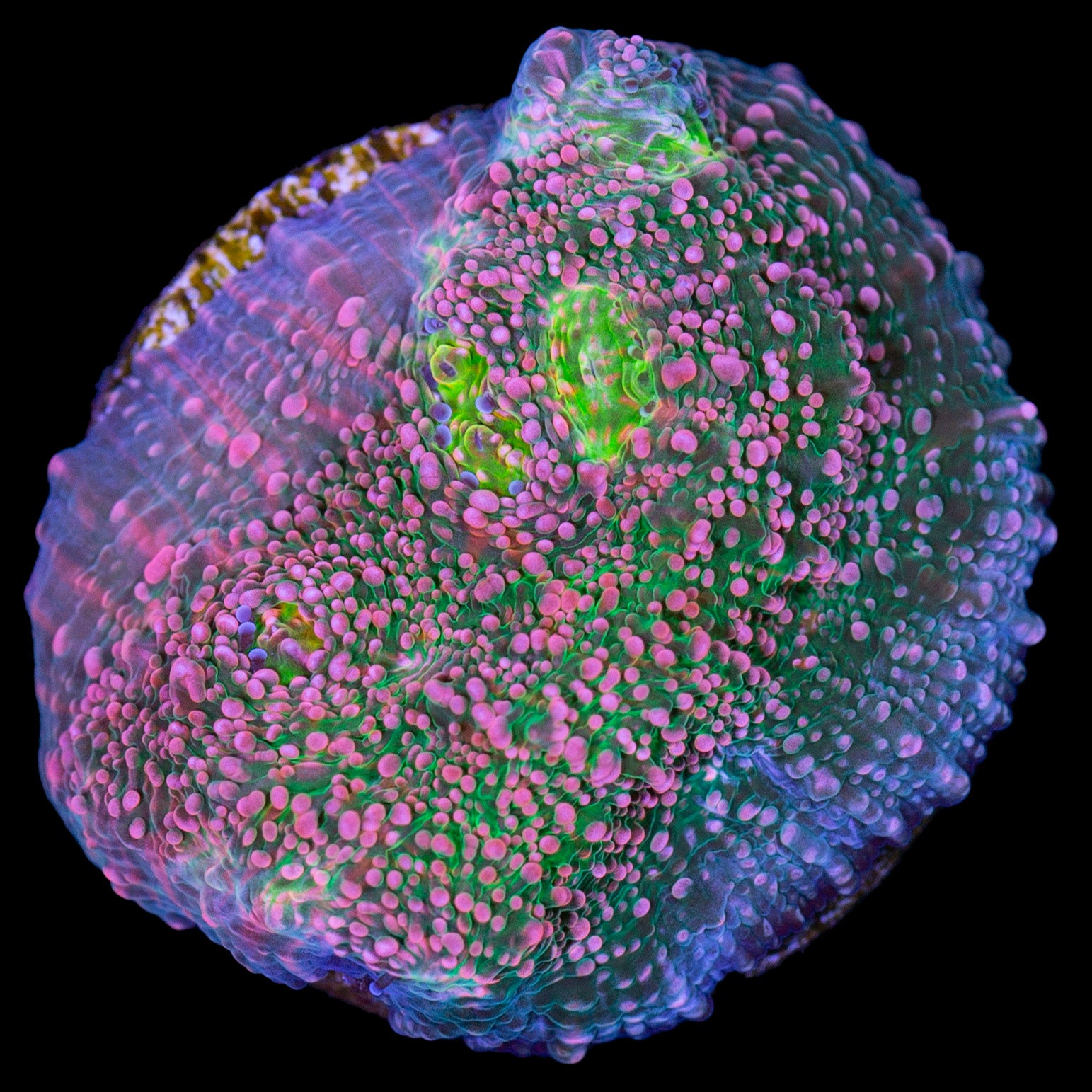 Bubblegum Echinophyllia Coral