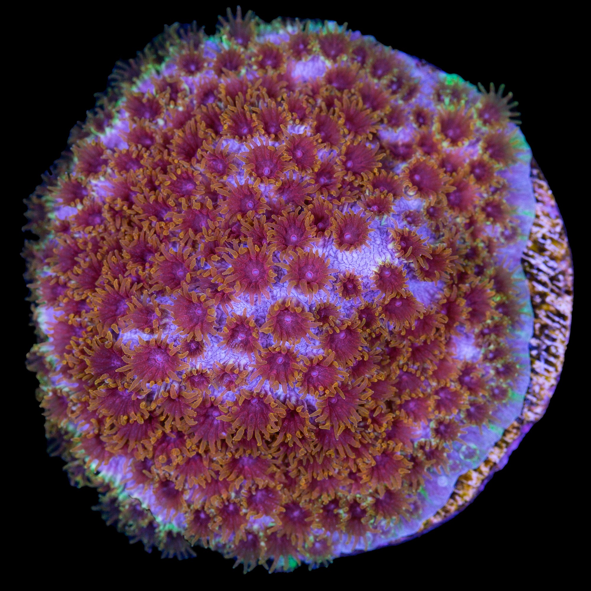 Four Color Cyphastrea Coral