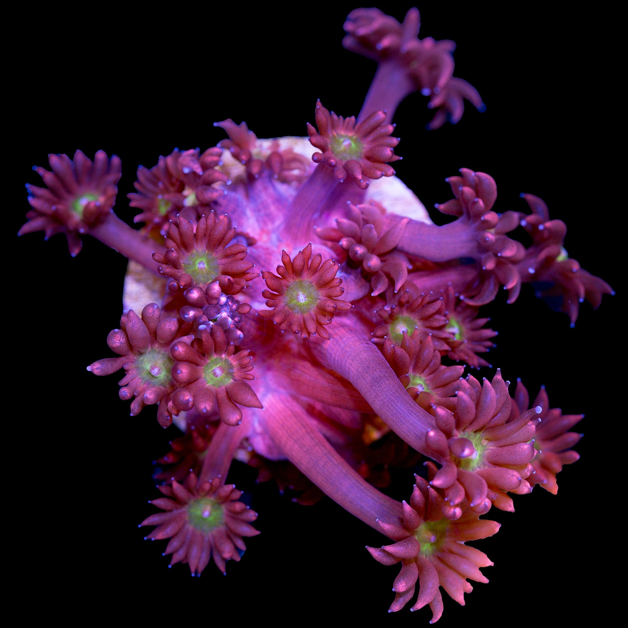 Alice's Red Goniopora Coral