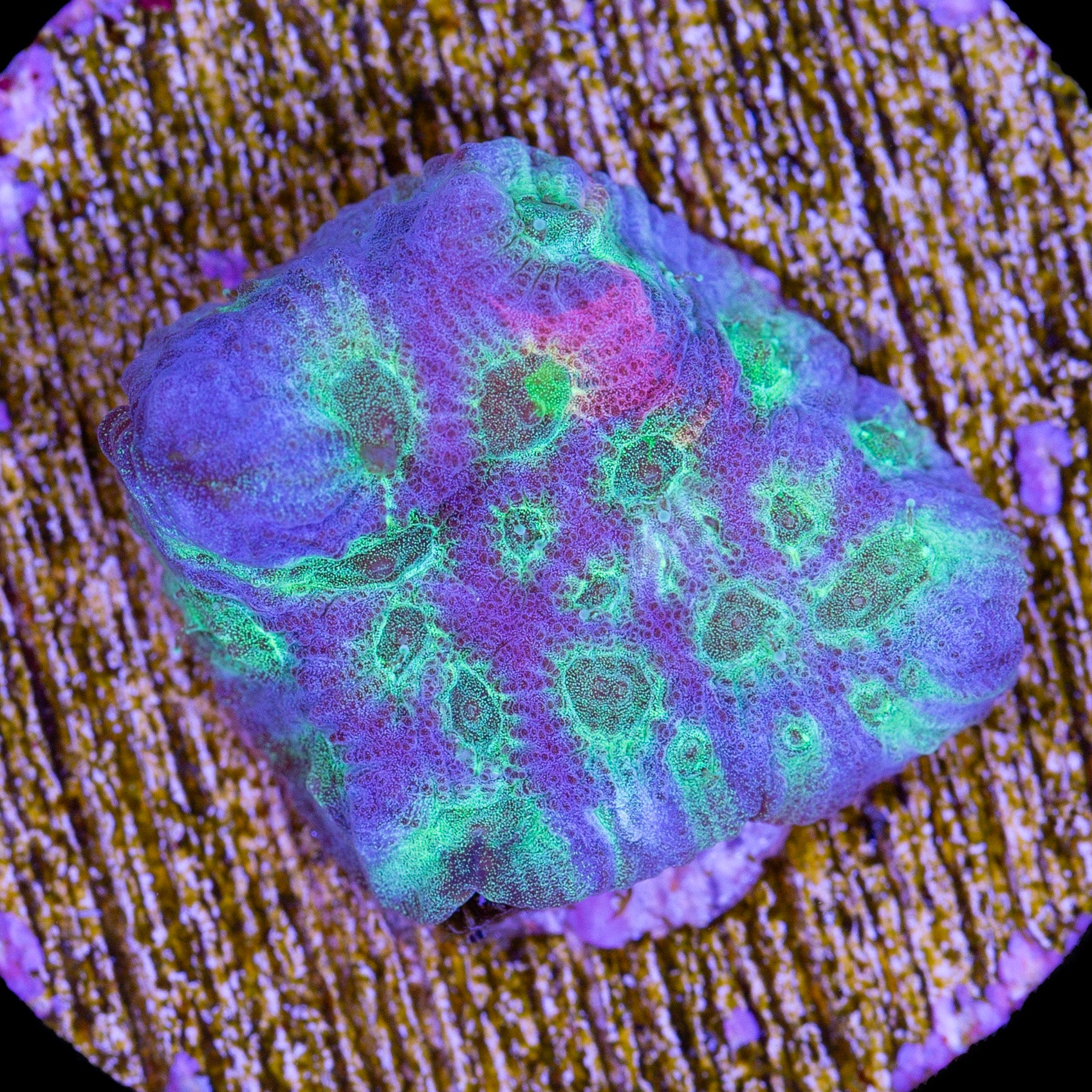 Dayglow Favia Coral
