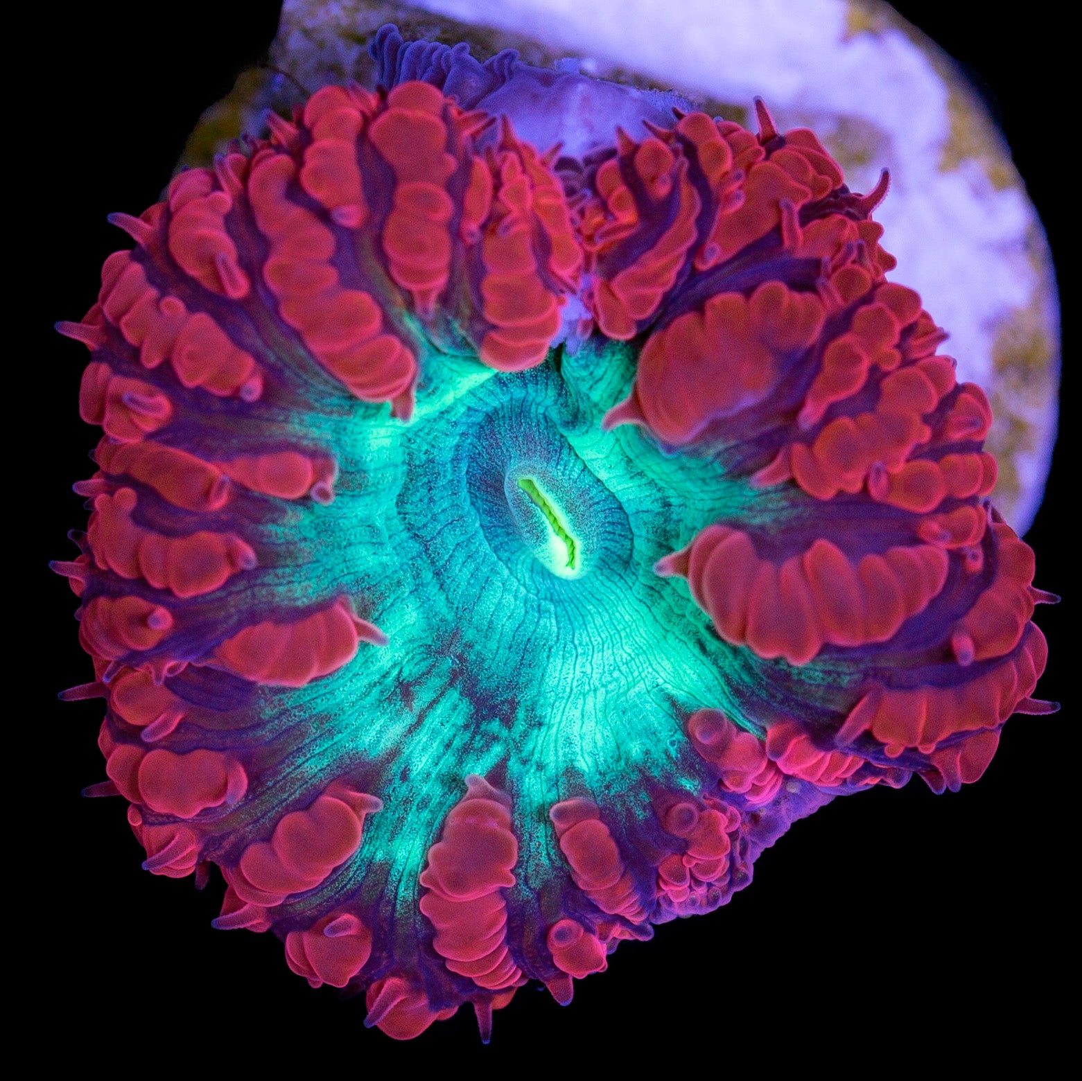 Red & Green Blastomussa Coral