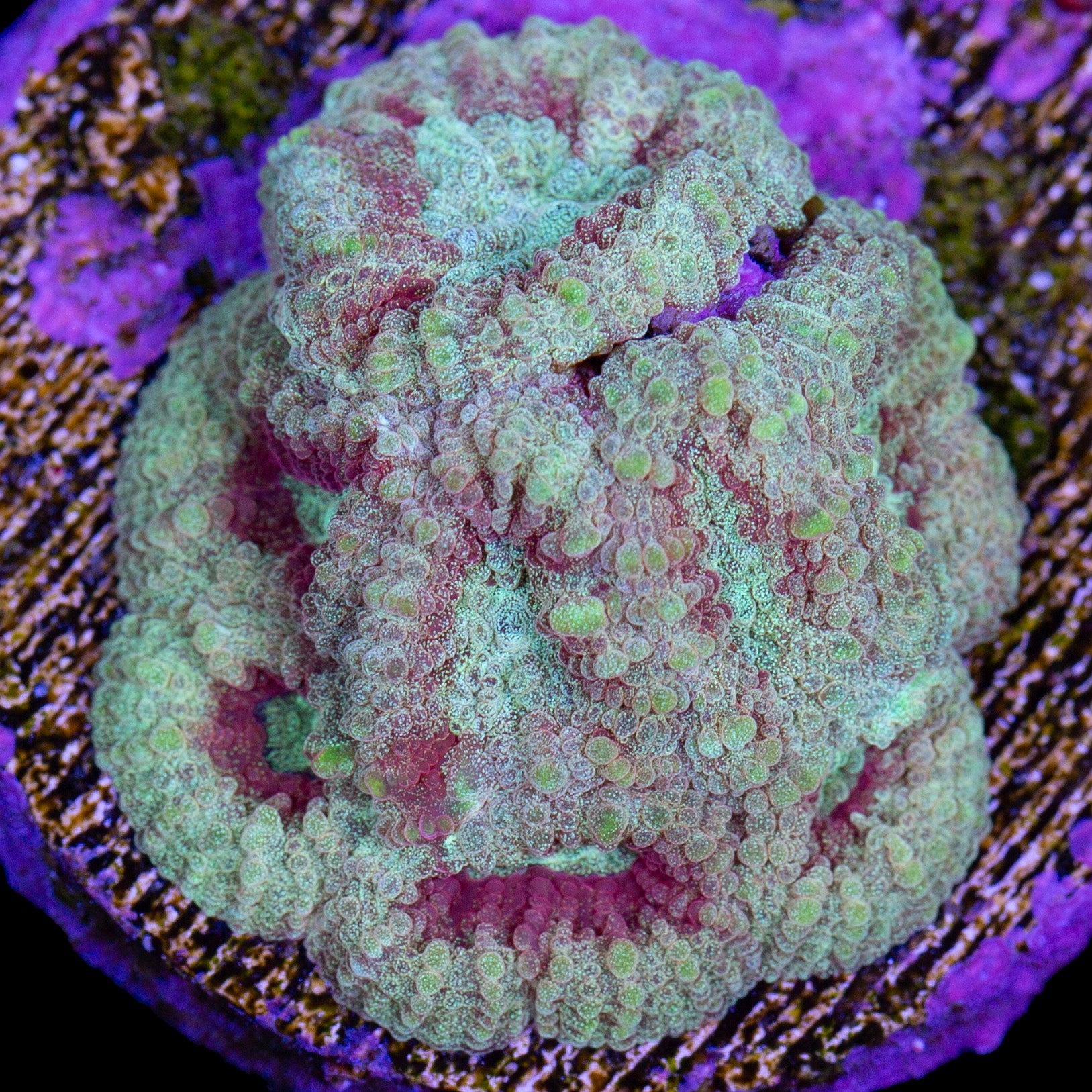 Kingslayer Favia Coral