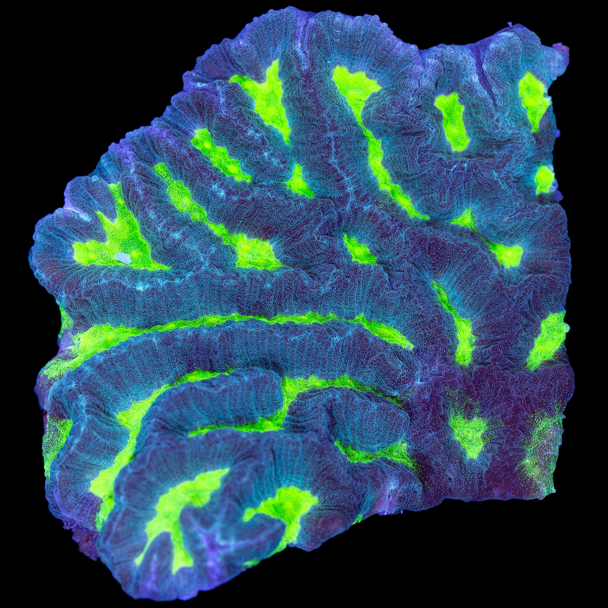 Toxic Eye Platygyra Coral