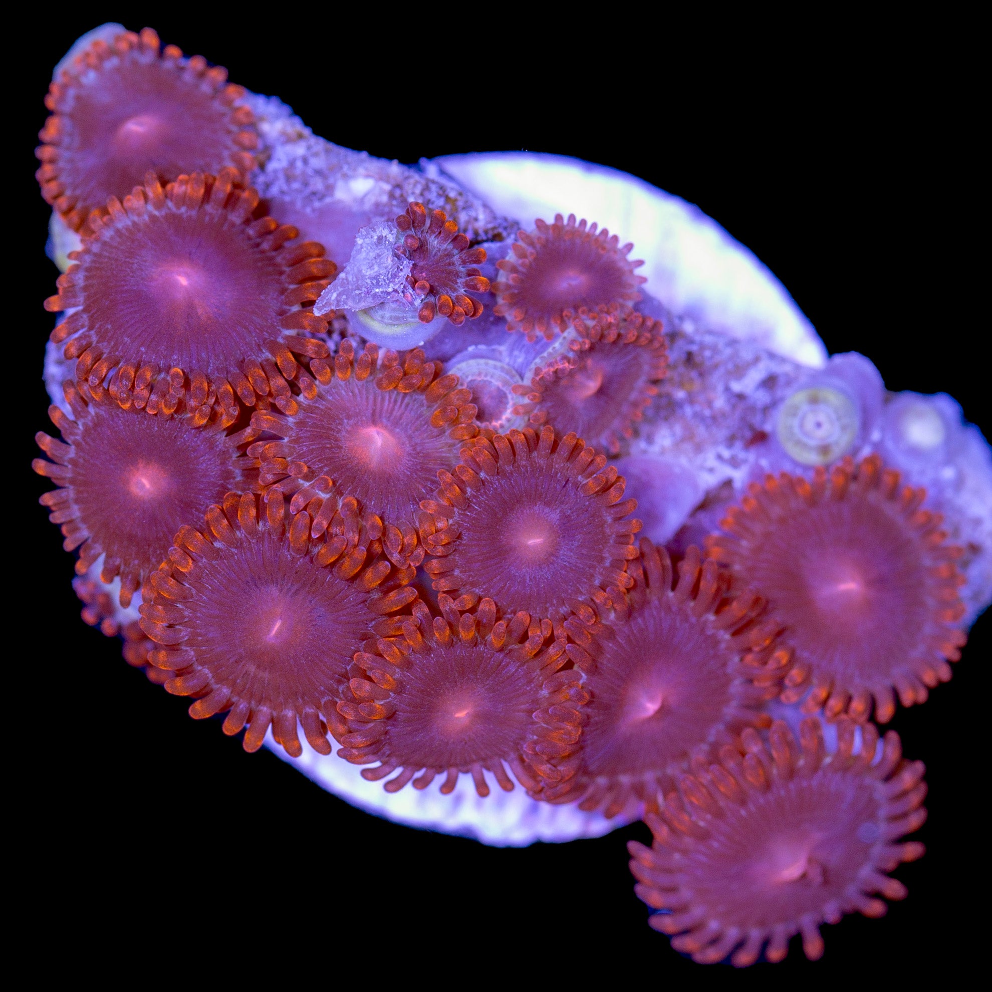 Vivid's Ruby Red Zoanthids