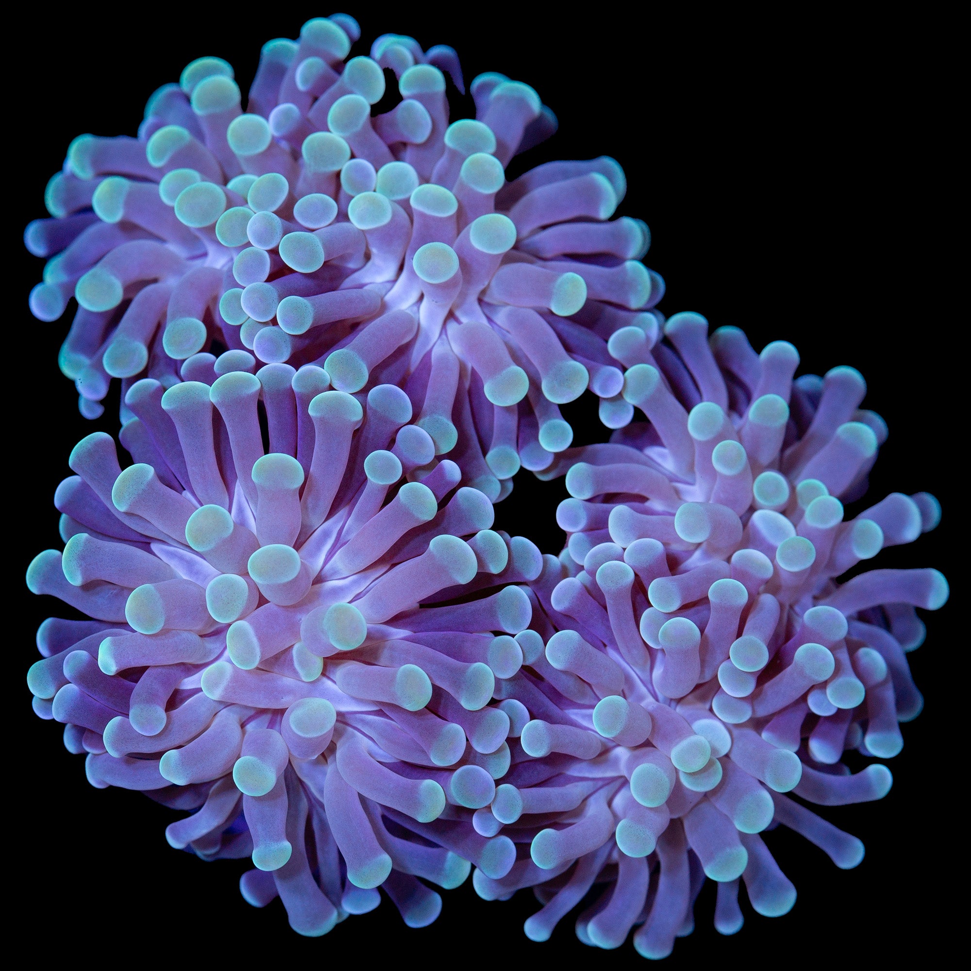Green Tip Torch Coral Colony
