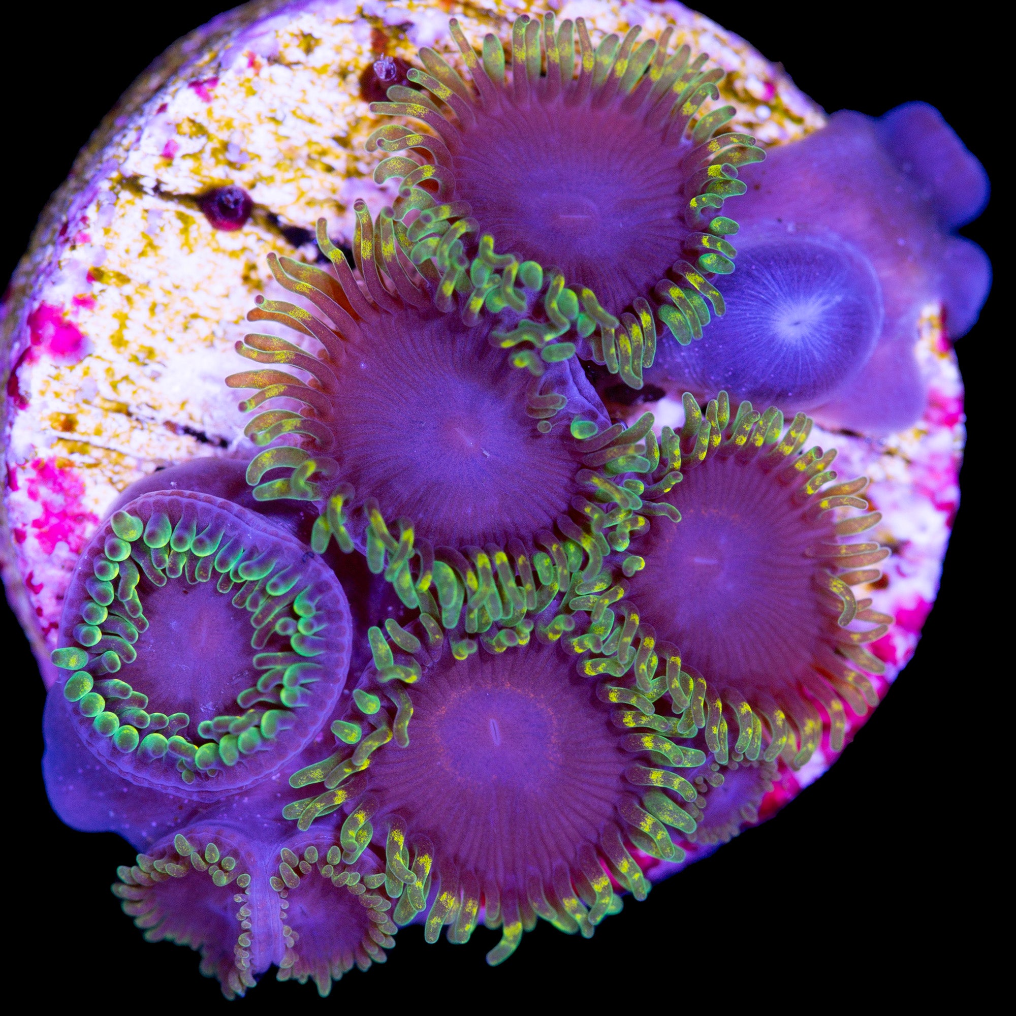 Vivid's Joker Zoanthid Coral