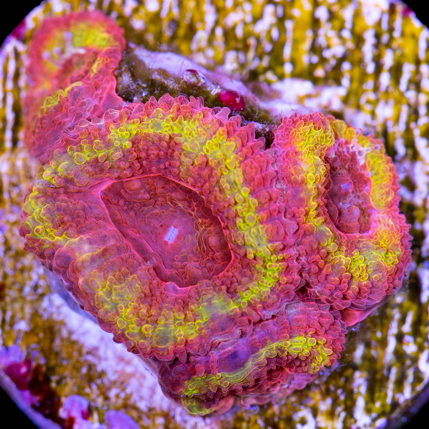 Iron Man Micromussa Coral