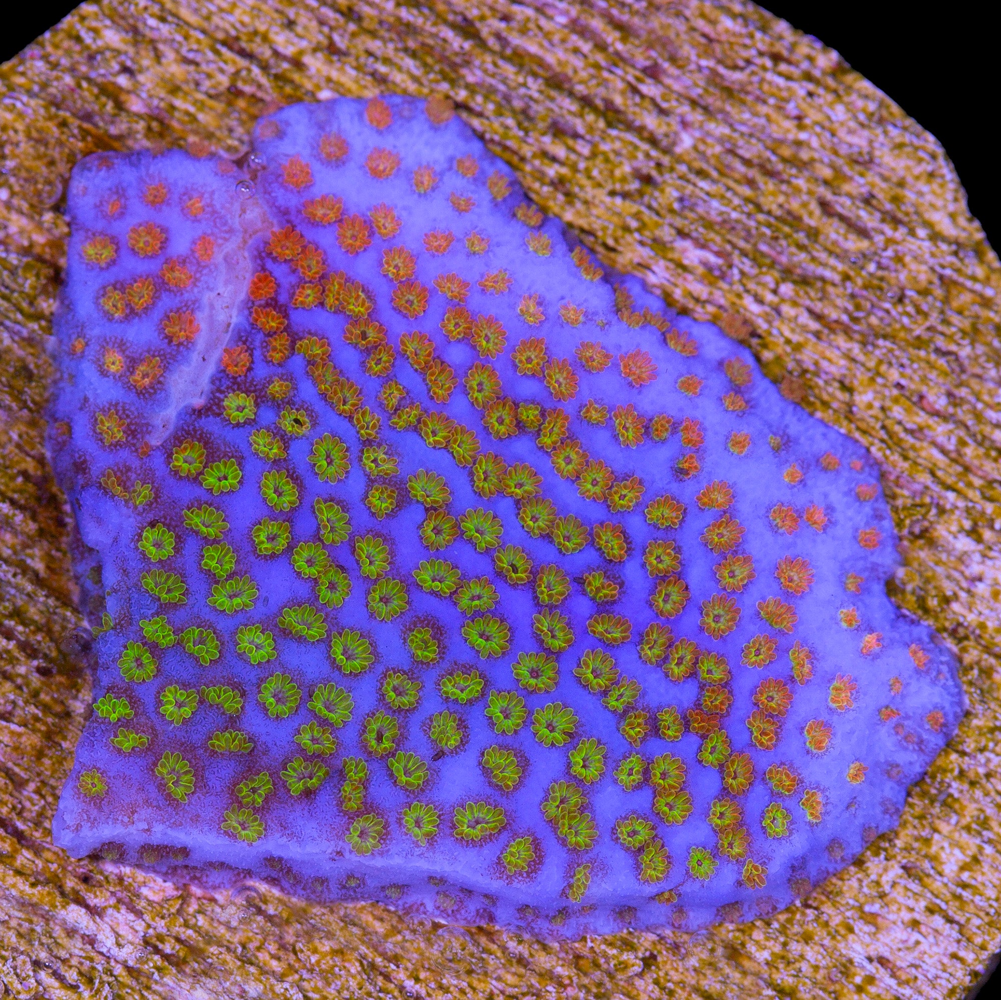 Rainbow Montipora Coral