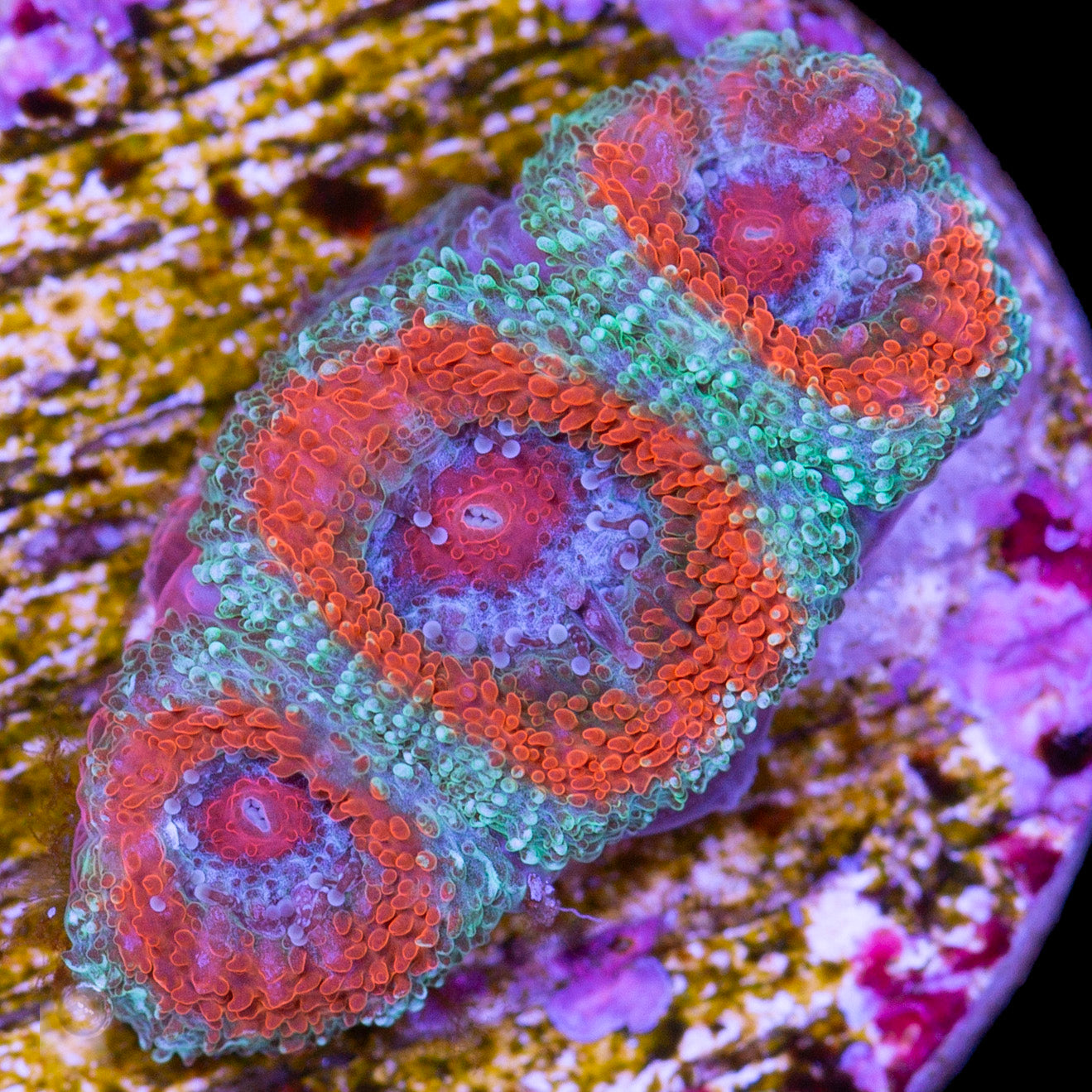 Ring of Fire Micromussa Coral