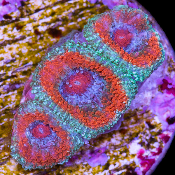 WYSIWYG Page 21 - Vivid Aquariums