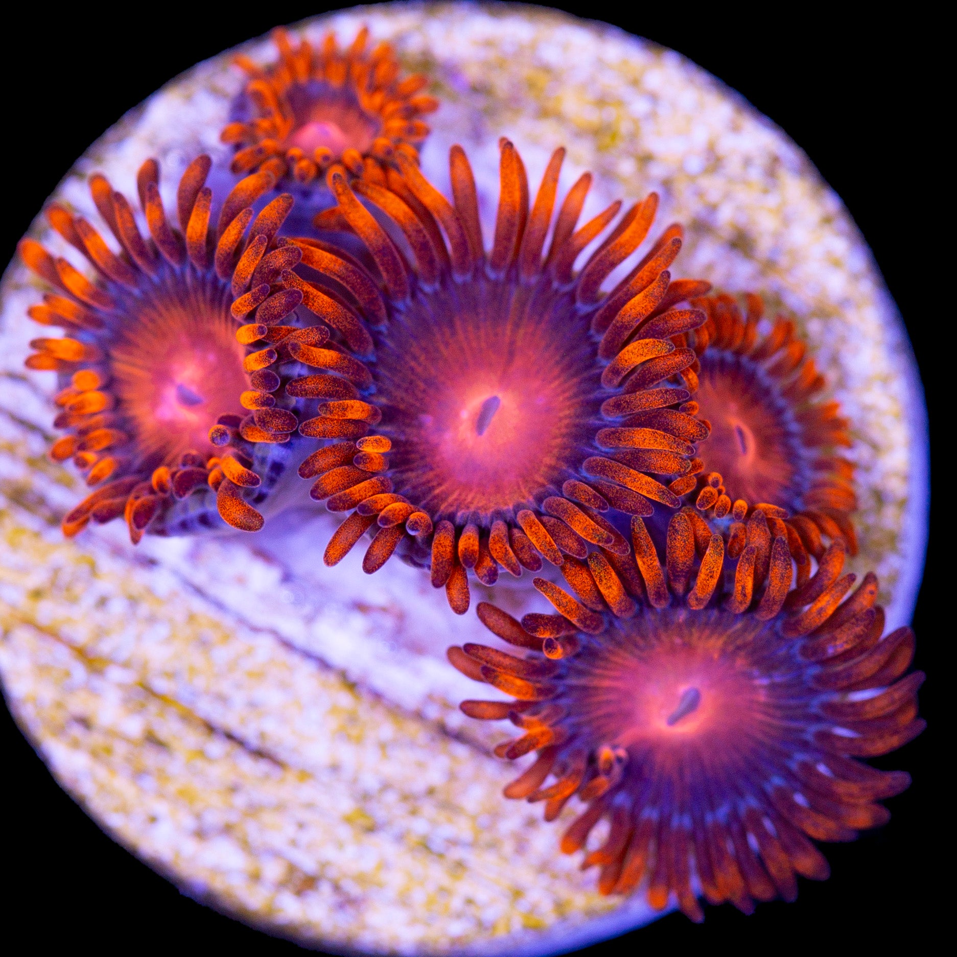 Orange Bam Bam Zoanthid Coral