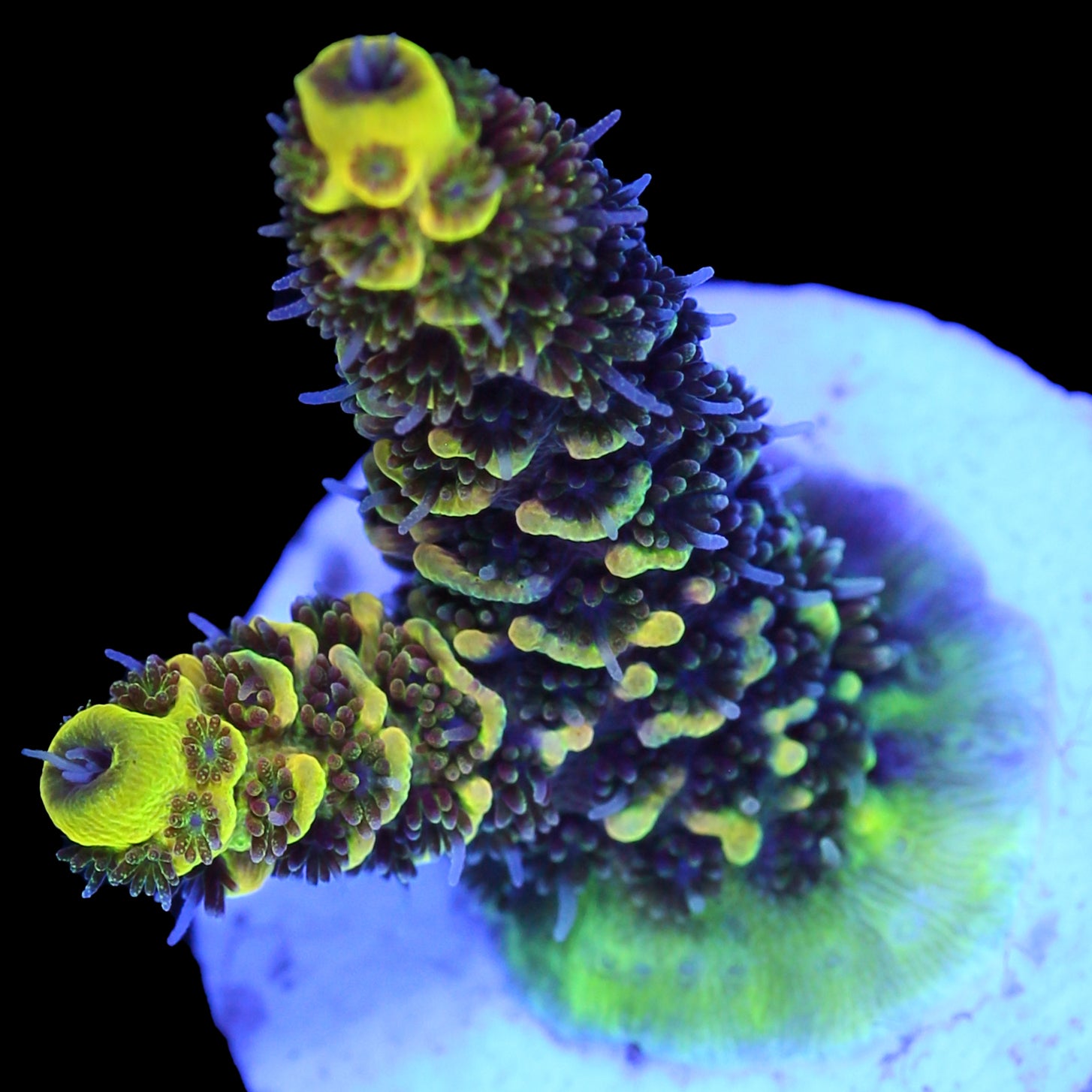 Rainbow Splice Acropora - Green Section