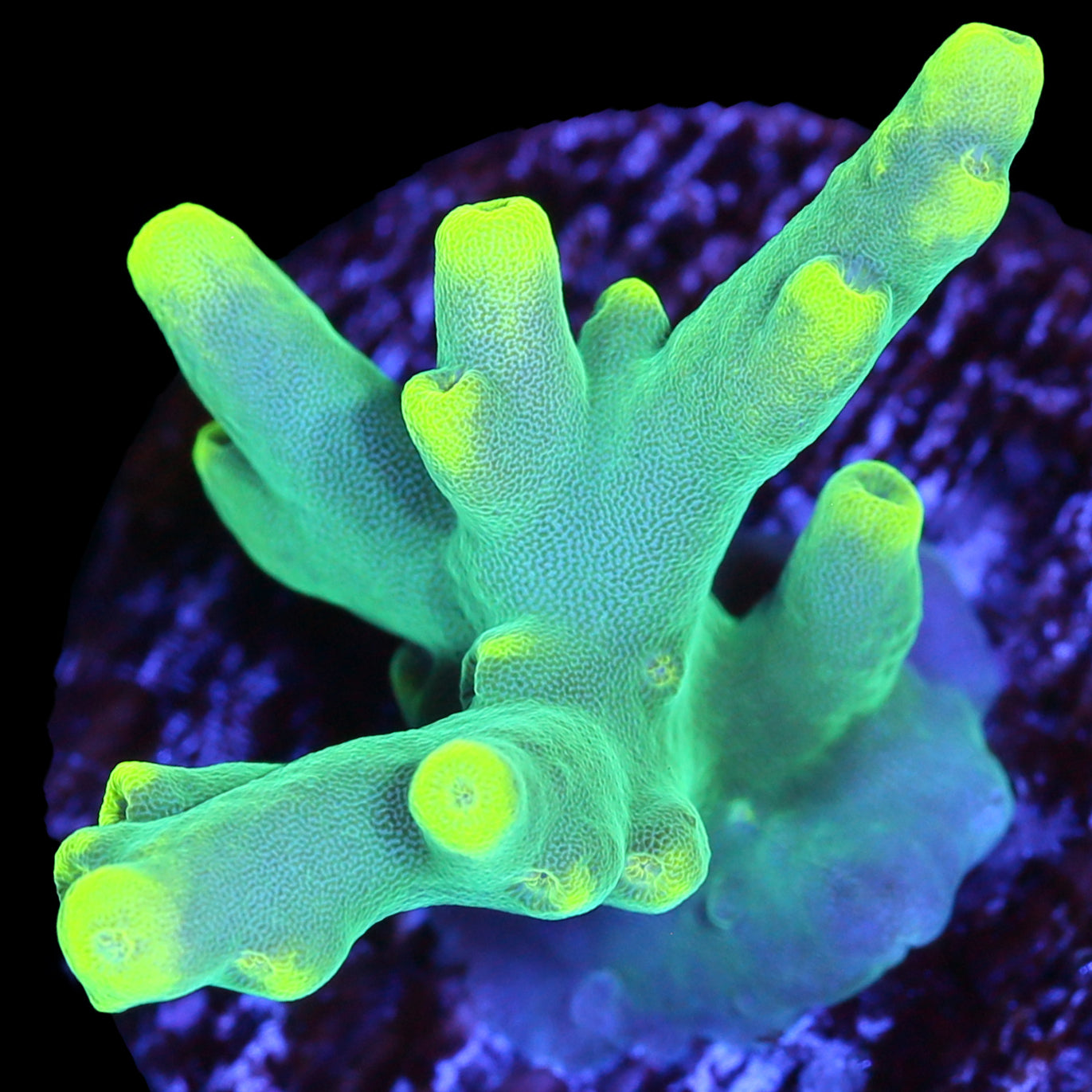 Vivid's Glowstick Acropora Caroliniana Coral