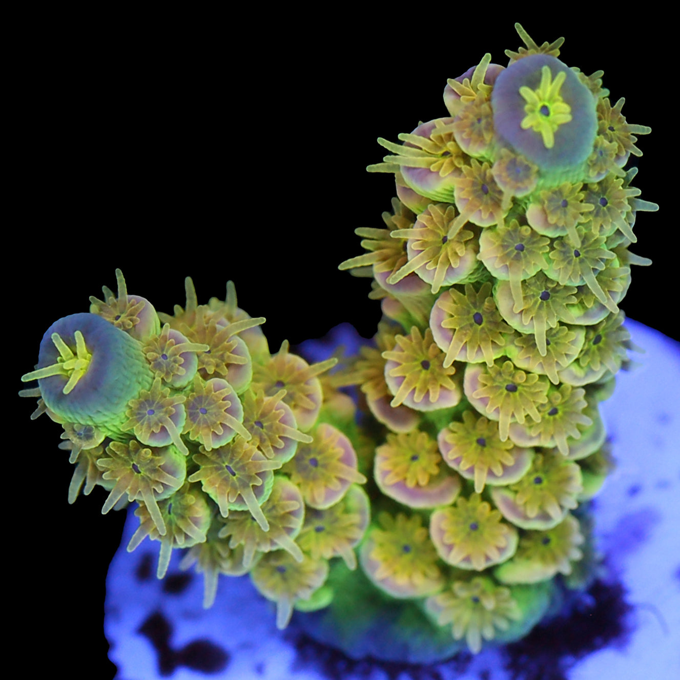 Walt Disney Acropora Coral - Double Spike