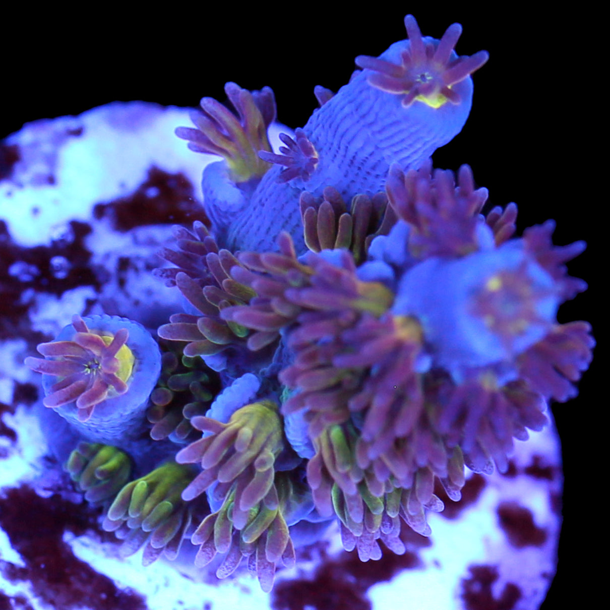 RRU Angry Birds Acropora Coral - Chunky Frag