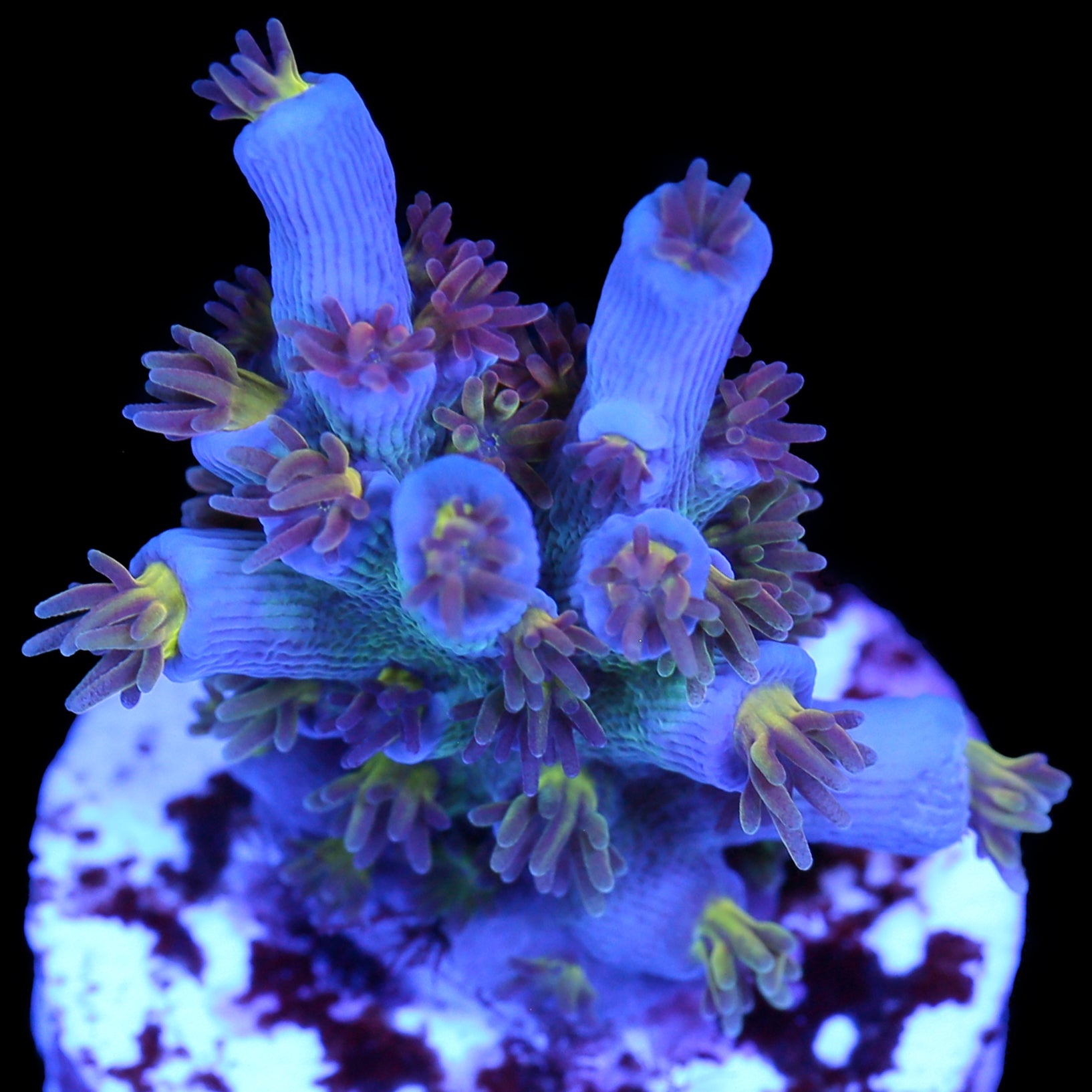 RRU Angry Birds Acropora Coral - Chunky Frag