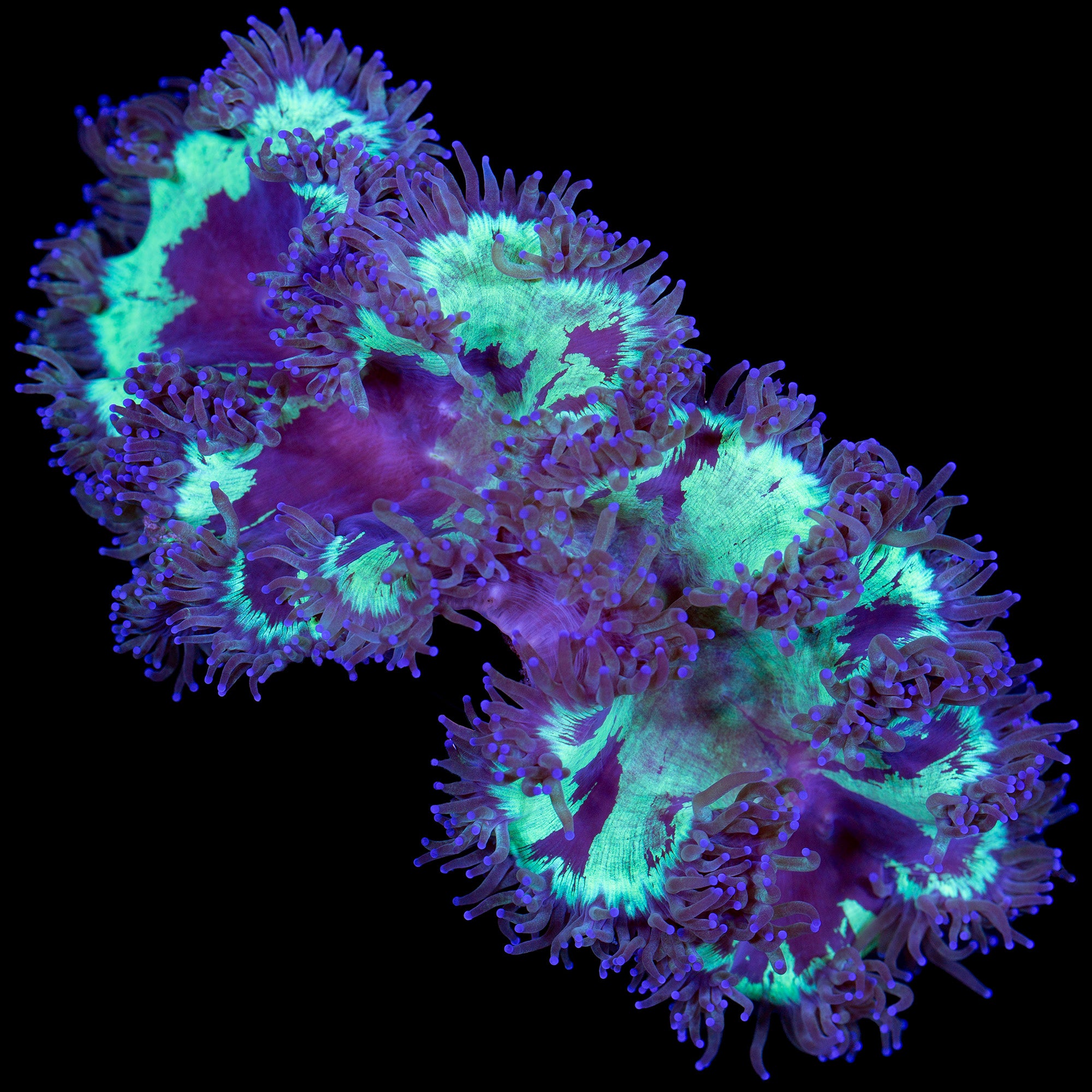 Lg Ultra Indo Elegance Coral