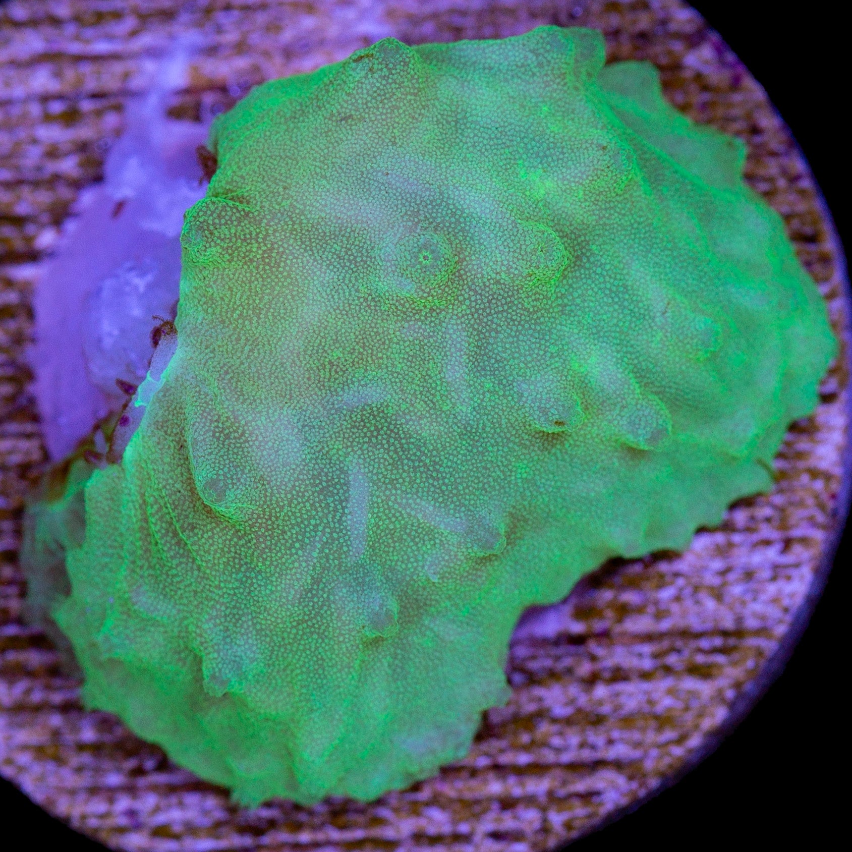 Neon Green Cabbage Leather Coral