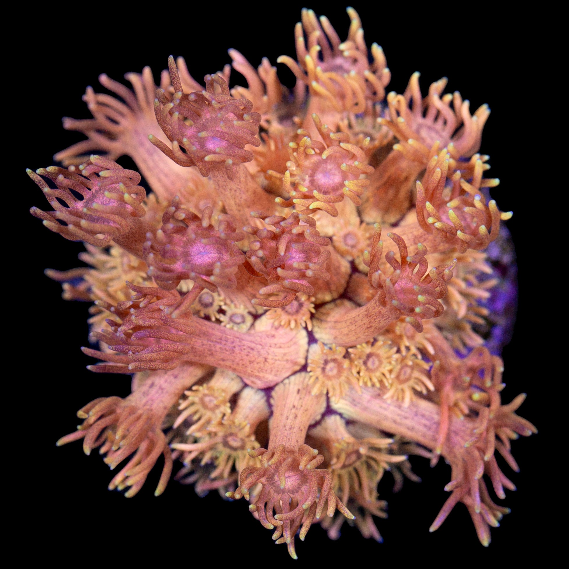 Vivid's Orange Dream Goniopora Coral