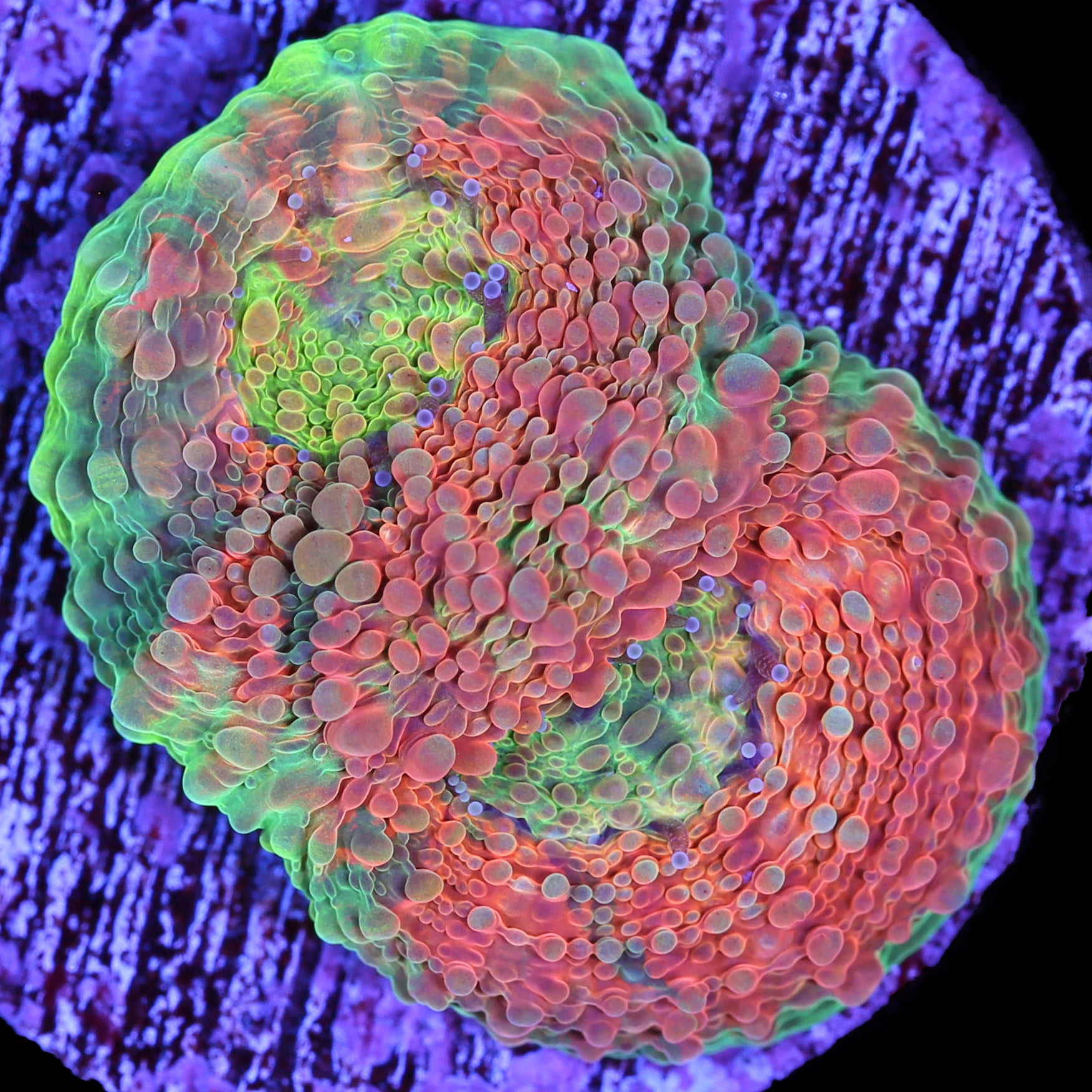 Rainbow Acan Echinata Coral