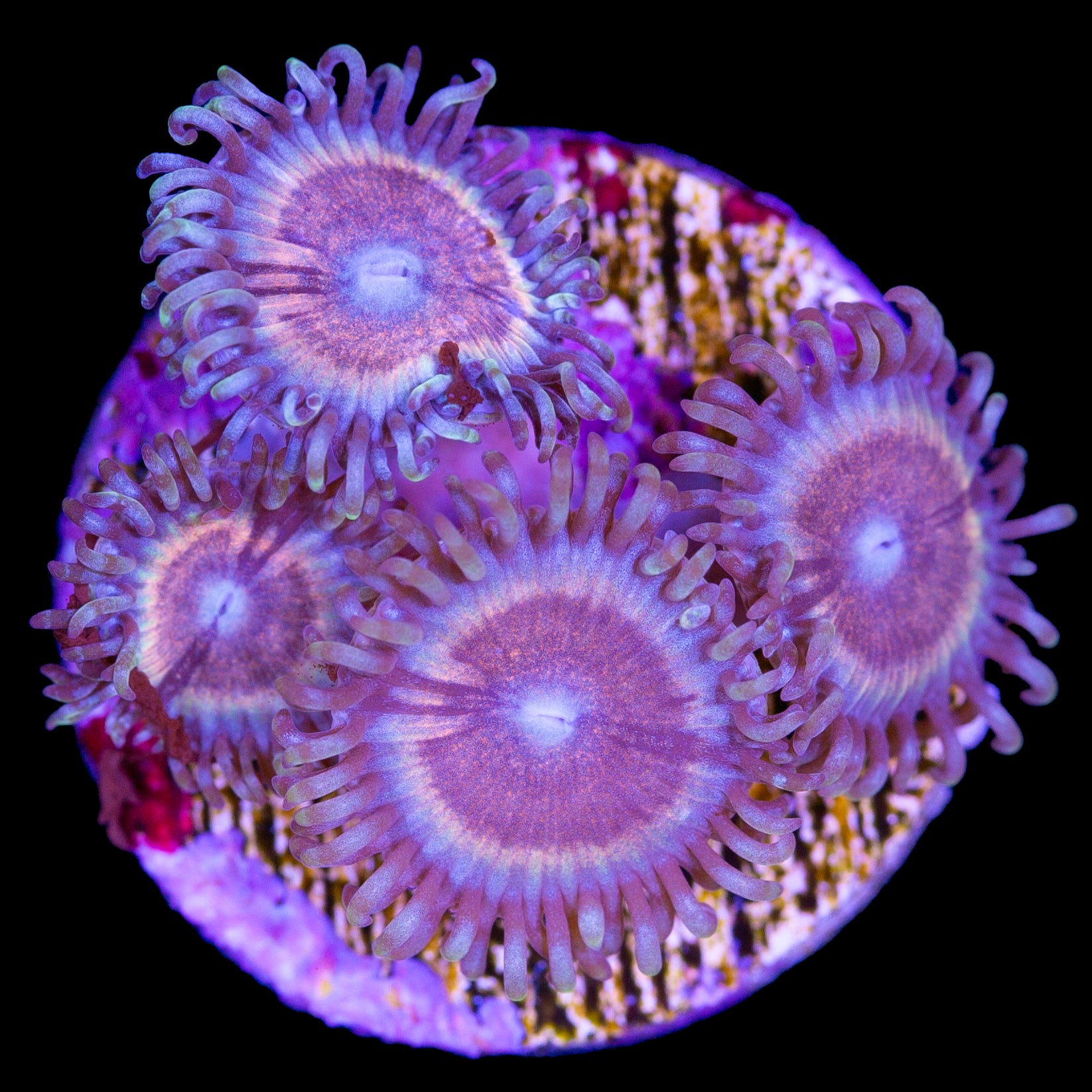 Vivid's Pastel Rainbow Zoanthids