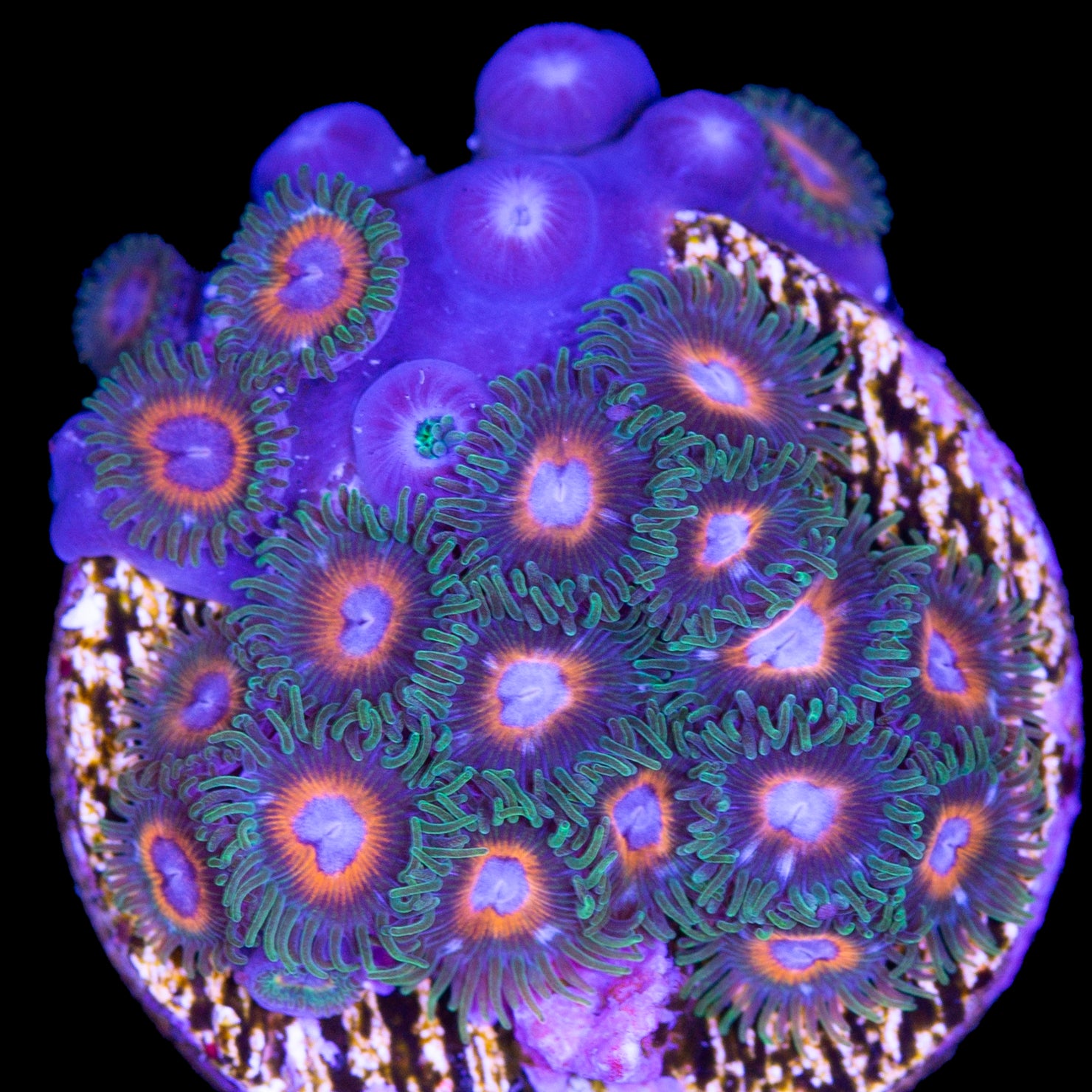 Vivid's Poker Face Zoanthids