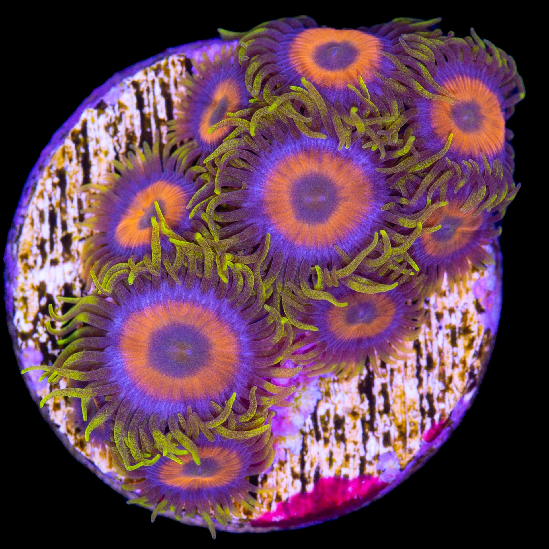 Vivid's Green Flash Zoanthids