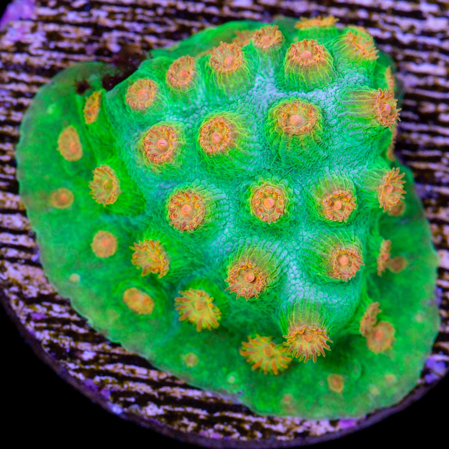 Pumpkin Patch Cyphastrea Coral