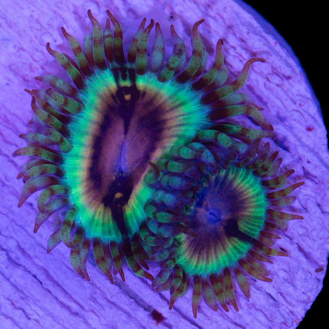 Vivid's Bloodshot Zoanthids