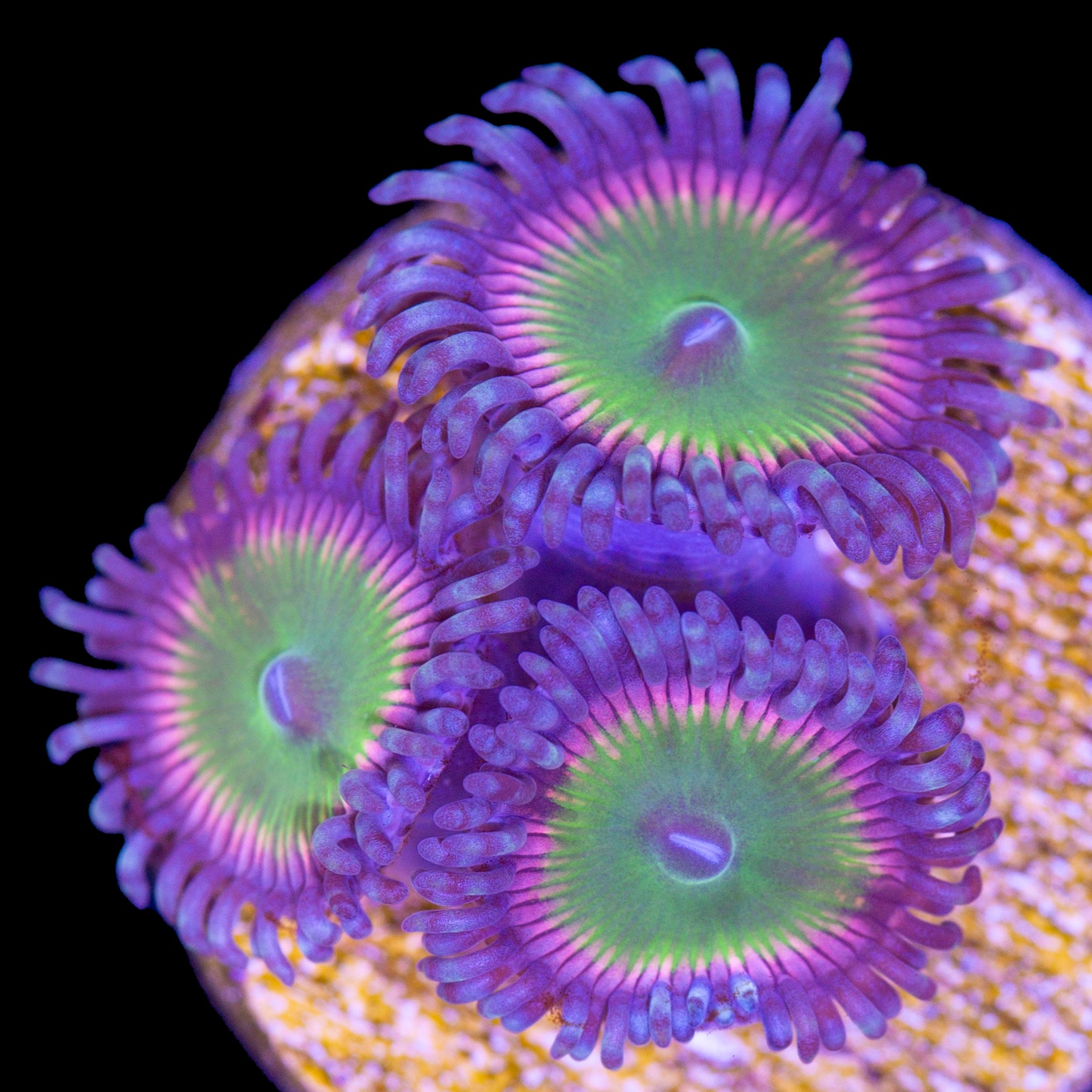 Vivid's Candy Apple Pink Zoanthids