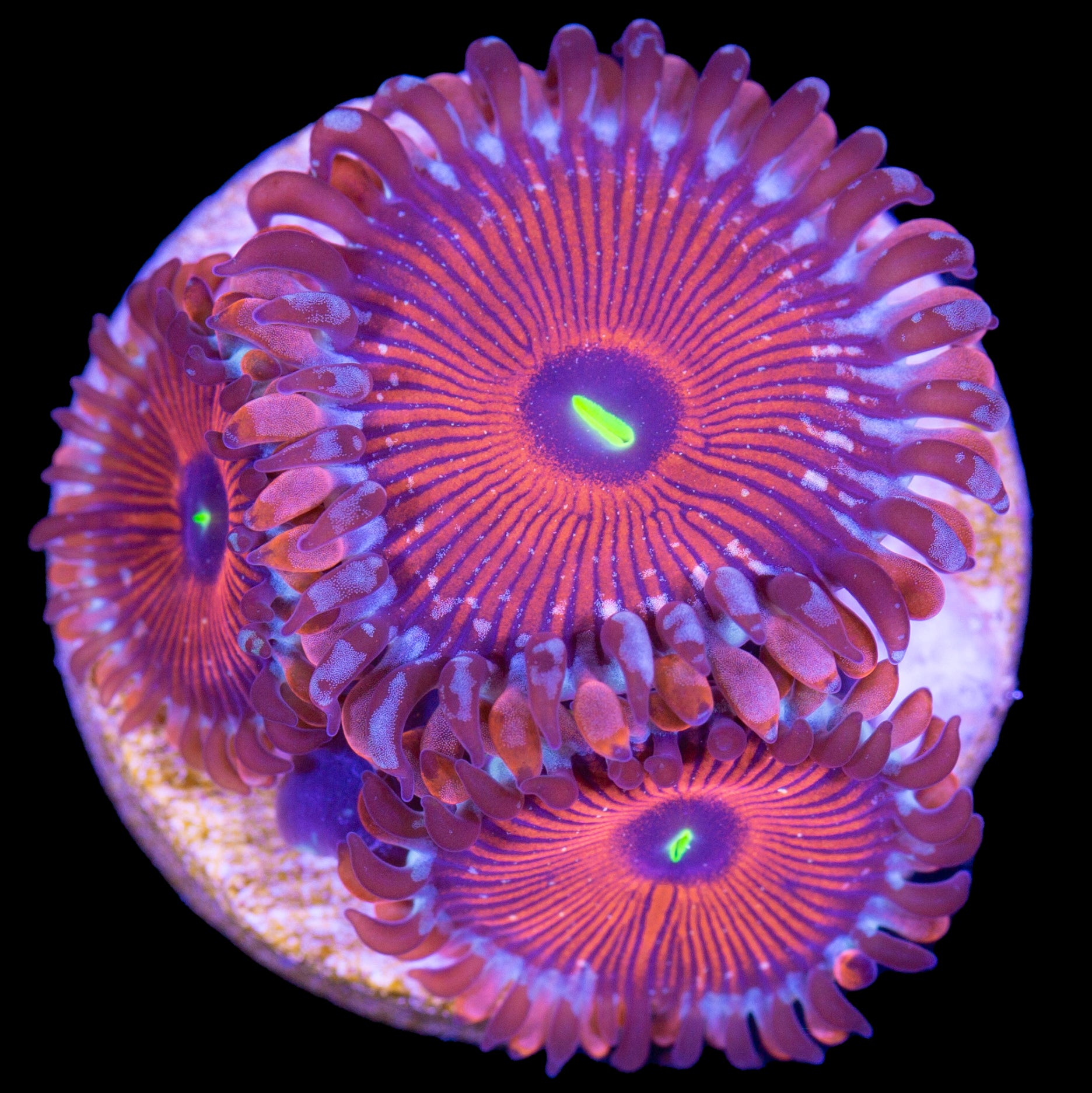 Vivid's Agave Zoanthids