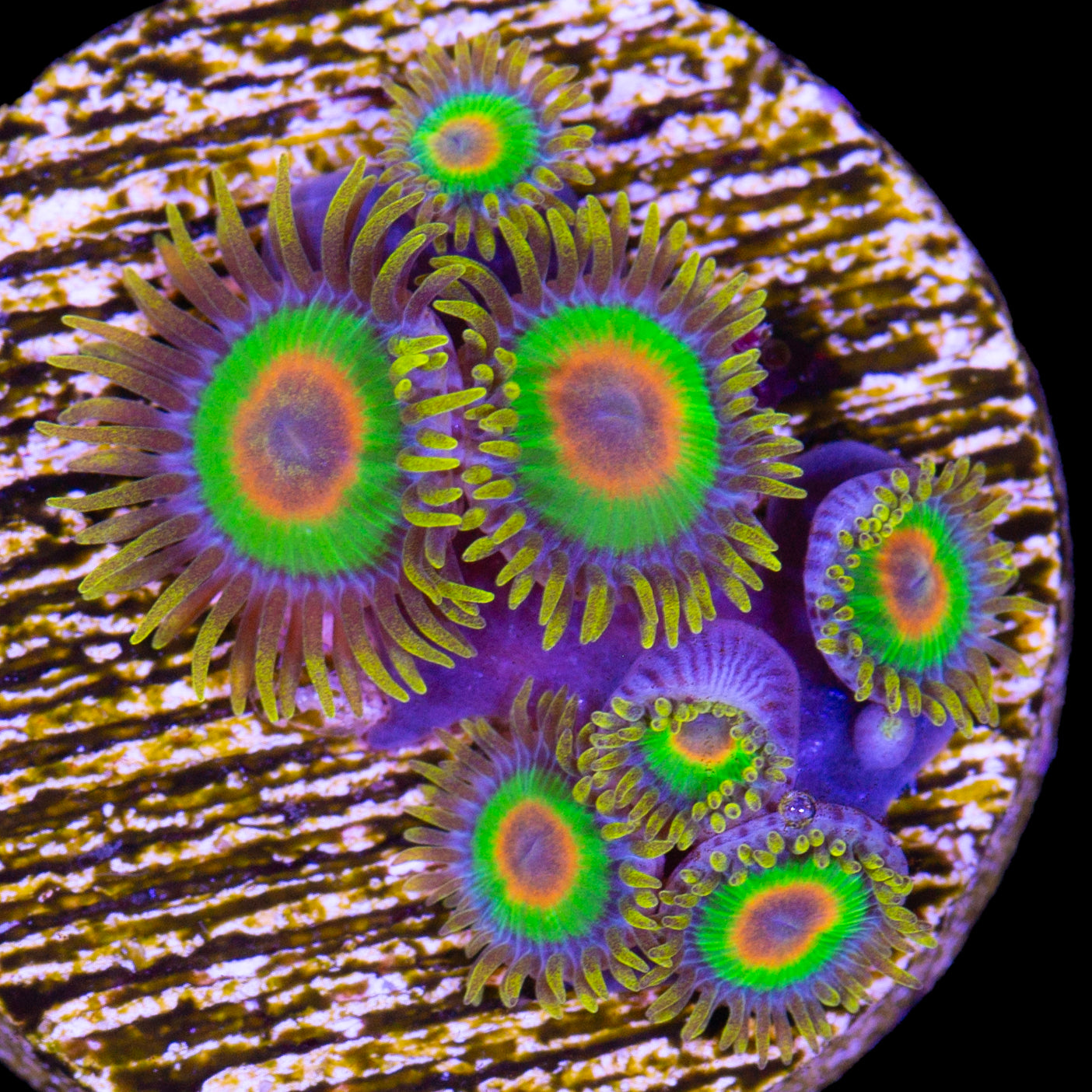 Vivid's Rasta Zoanthids