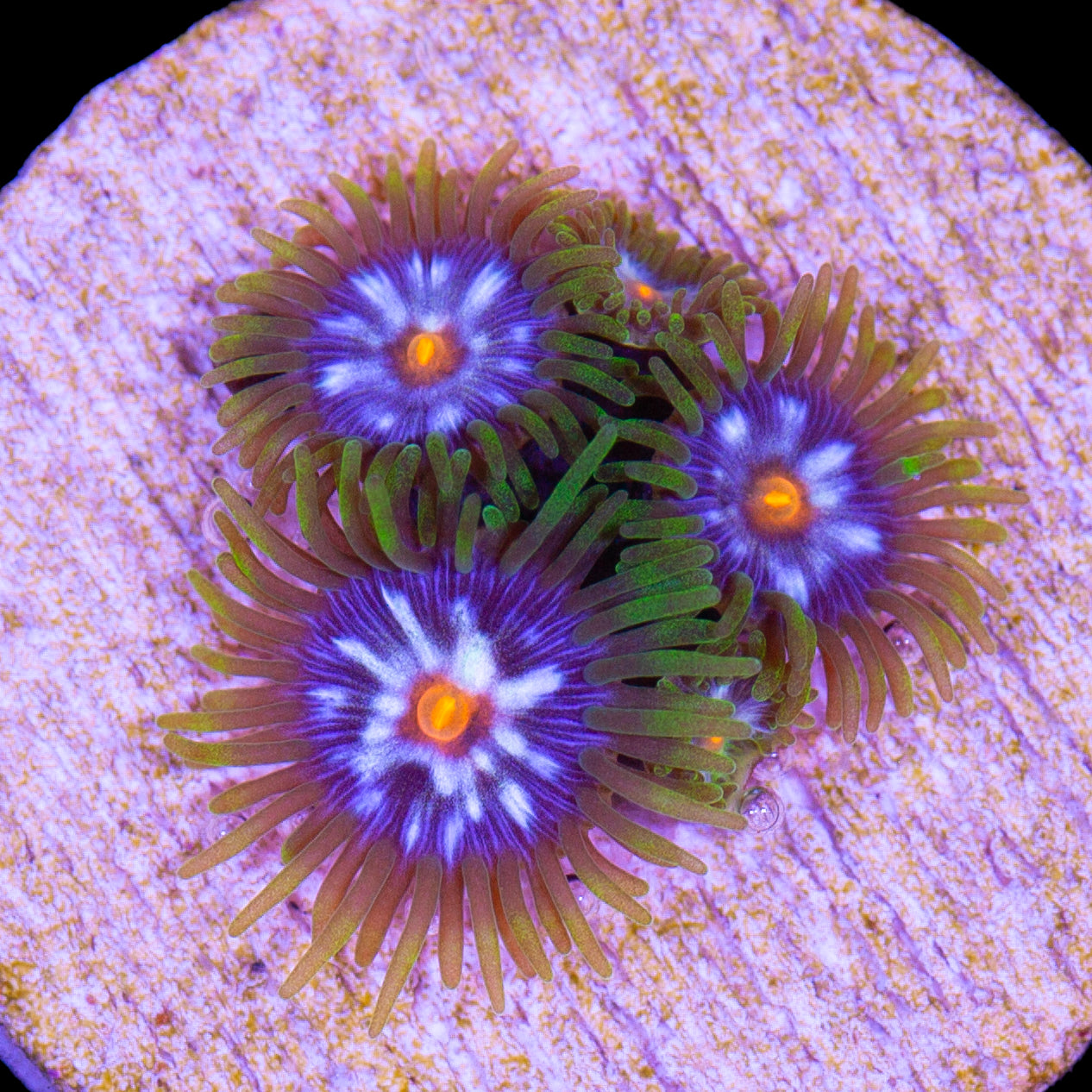 Vivid Grown JF Daisy Cutter Zoanthids